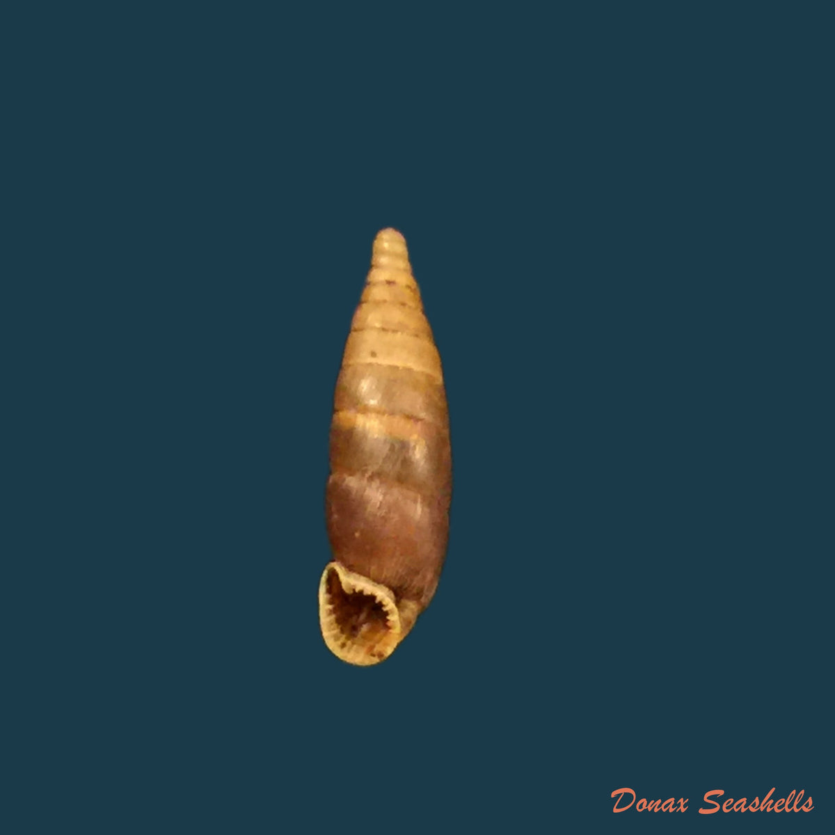 copia-de-sprattia-bicarinata-grisea-neubert-1992-22-6mm