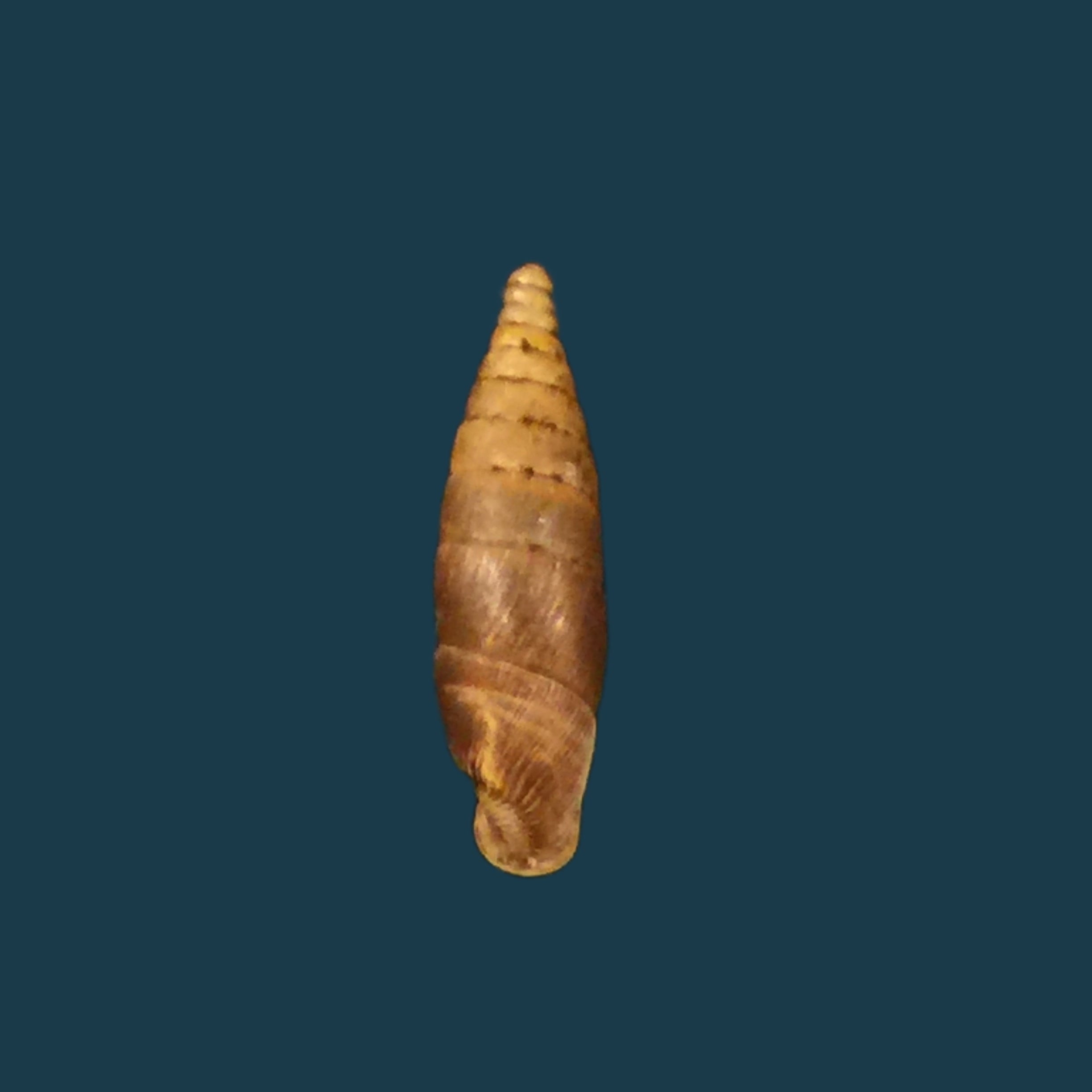 Elia multiserrata (O Boetter, 1896) - 16,5mm