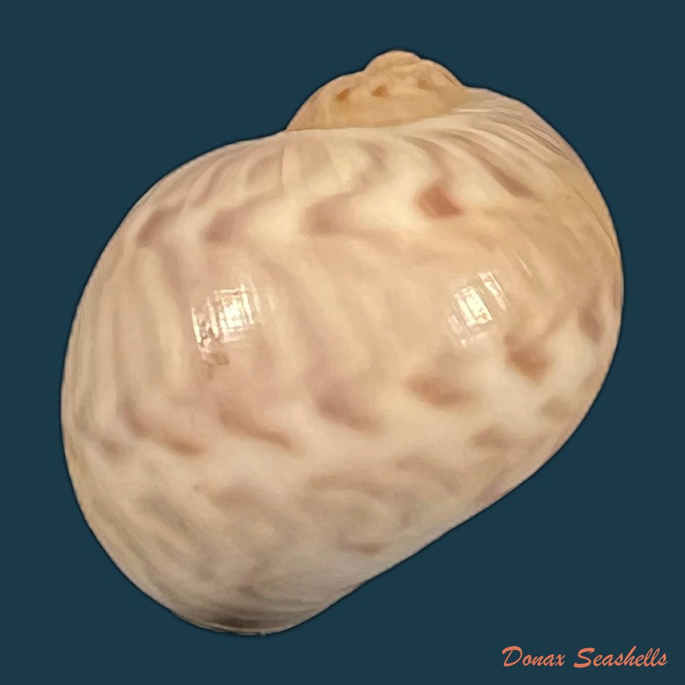 copia-de-stigmaulax-cayennensis-recluz-1850-23-4mm