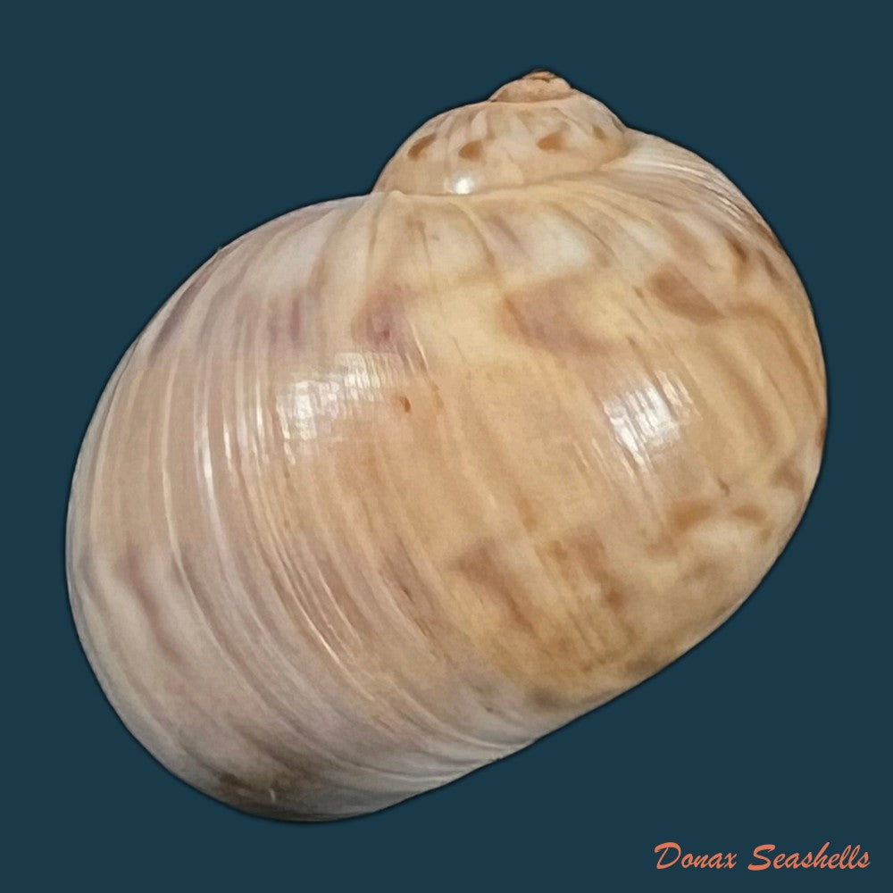 copia-de-stigmaulax-cayennensis-recluz-1850-25-8mm