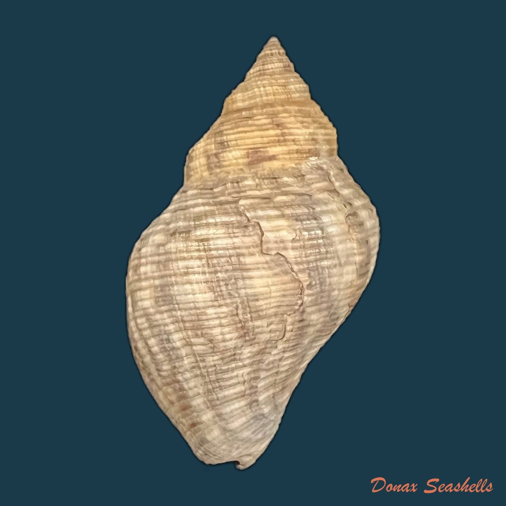 copia-de-stramonita-brasiliensis-claremont-d-reid-2014