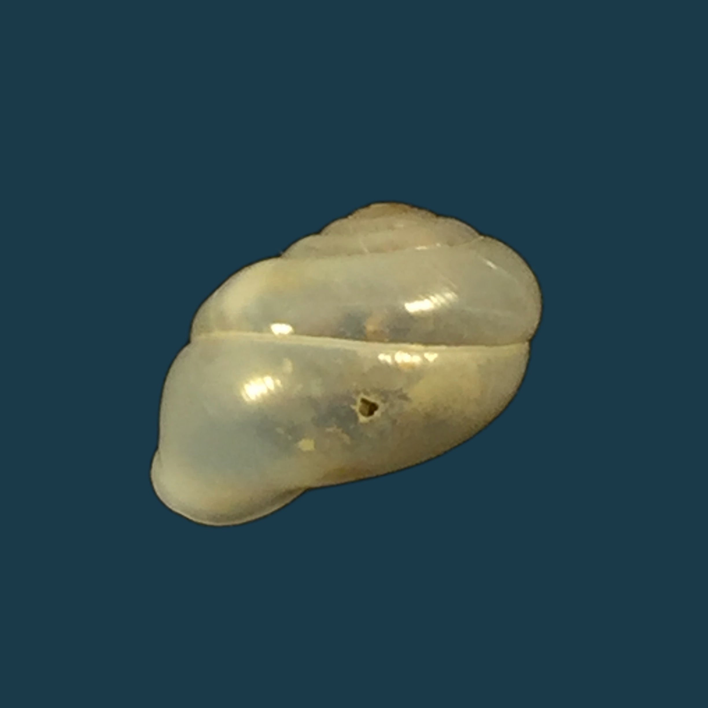 Cerithidea obtusa (拉马克, 1822) - 45,4mm