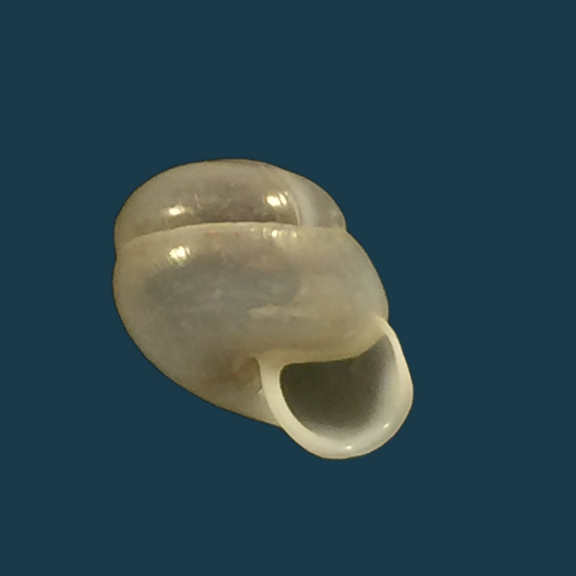 Cerithidea obtusa (拉马克, 1822) - 45,4mm