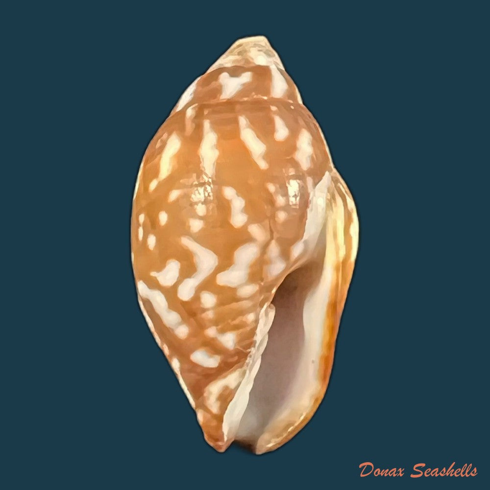 copia-de-strigatella-litterata-lamarck-1811-19-4mm