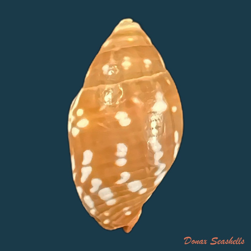 copia-de-strigatella-litterata-lamarck-1811-21-3mm