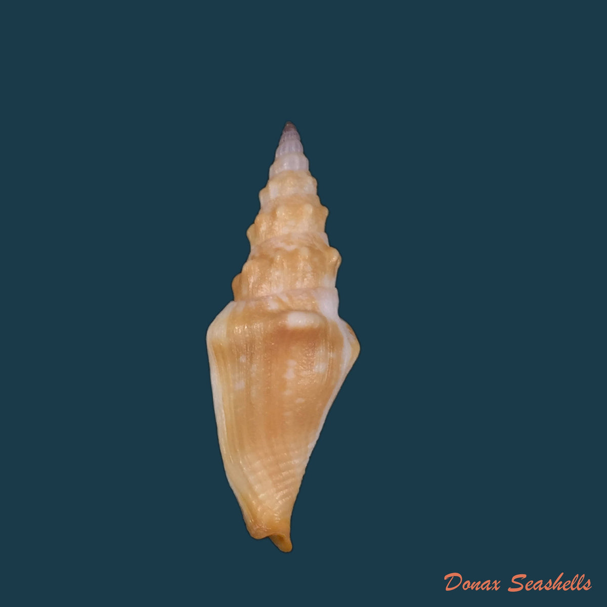 copia-de-strombina-lanceolata-g-b-sowerby-i-1832-43-7mm