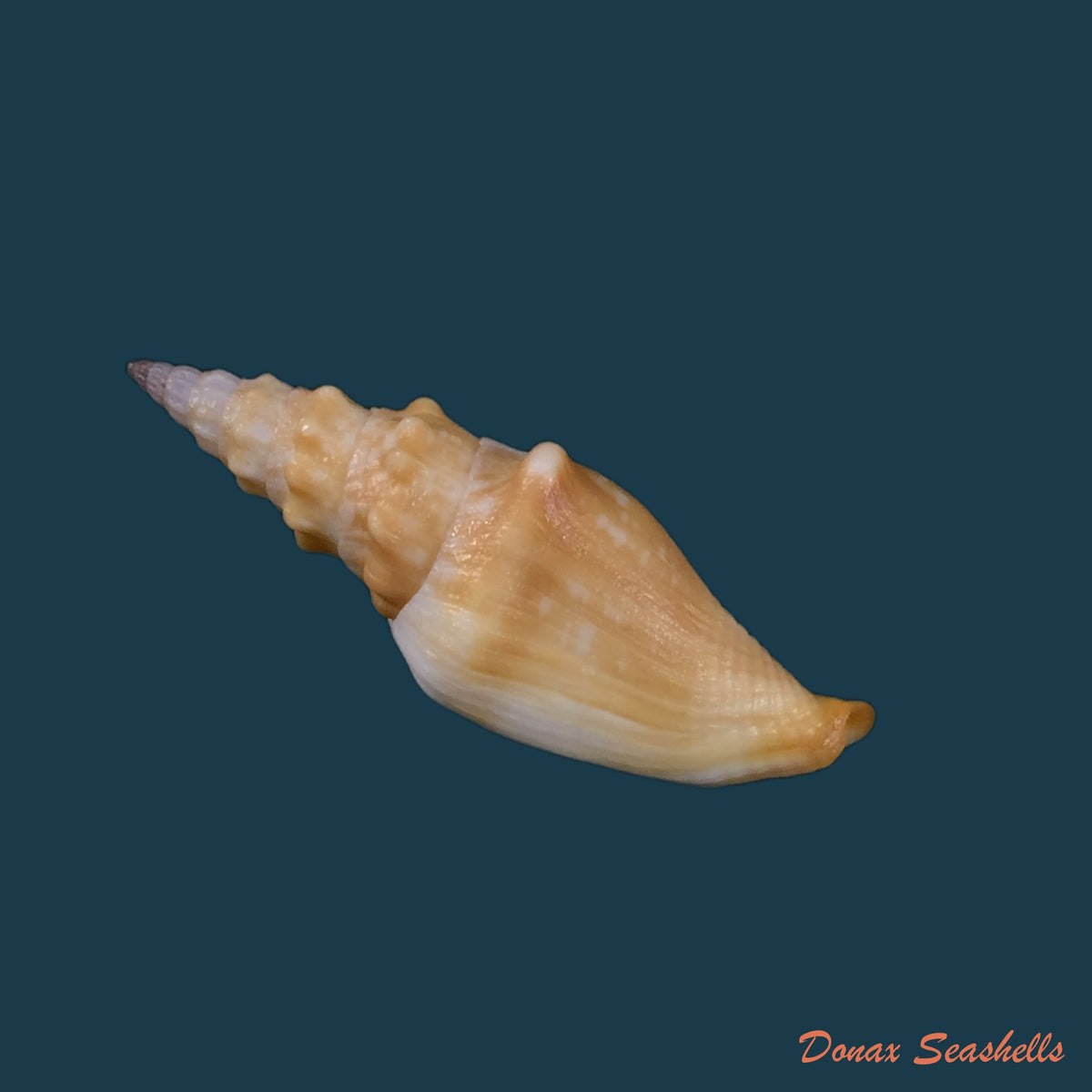 copia-de-strombina-lanceolata-g-b-sowerby-i-1832-43-7mm