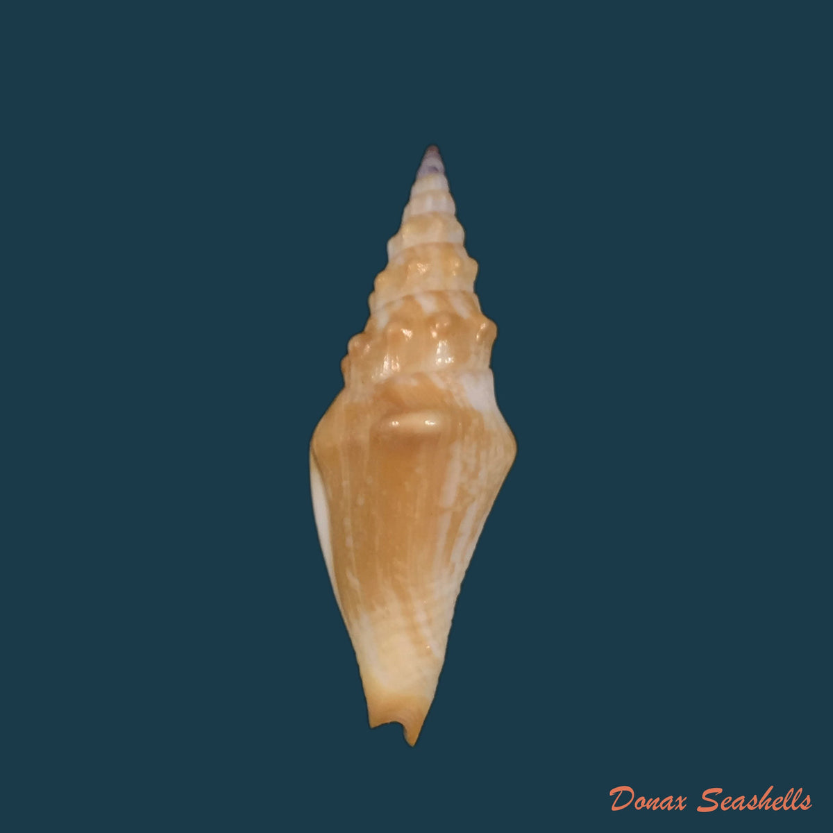 copia-de-strombina-lanceolata-g-b-sowerby-i-1832-45-2mm
