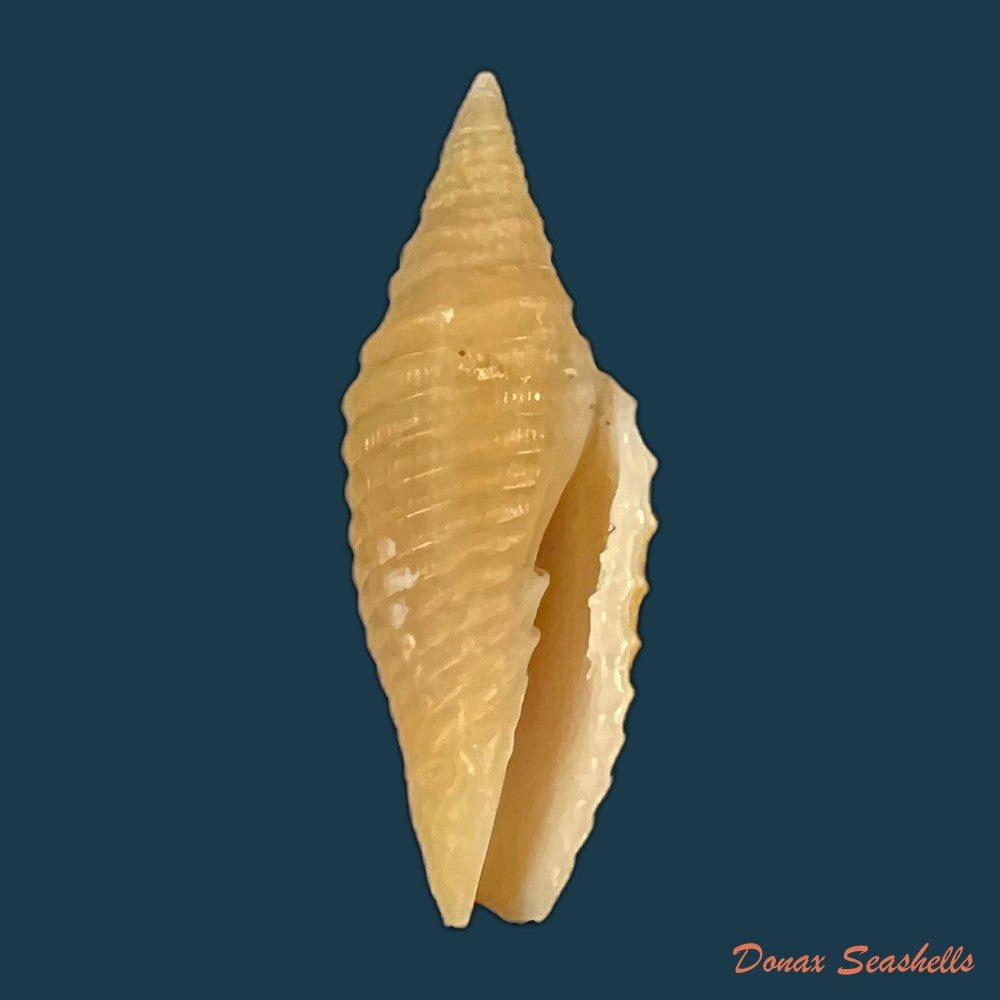 copia-de-subcancilla-funiculata-reeve-1844-19mm