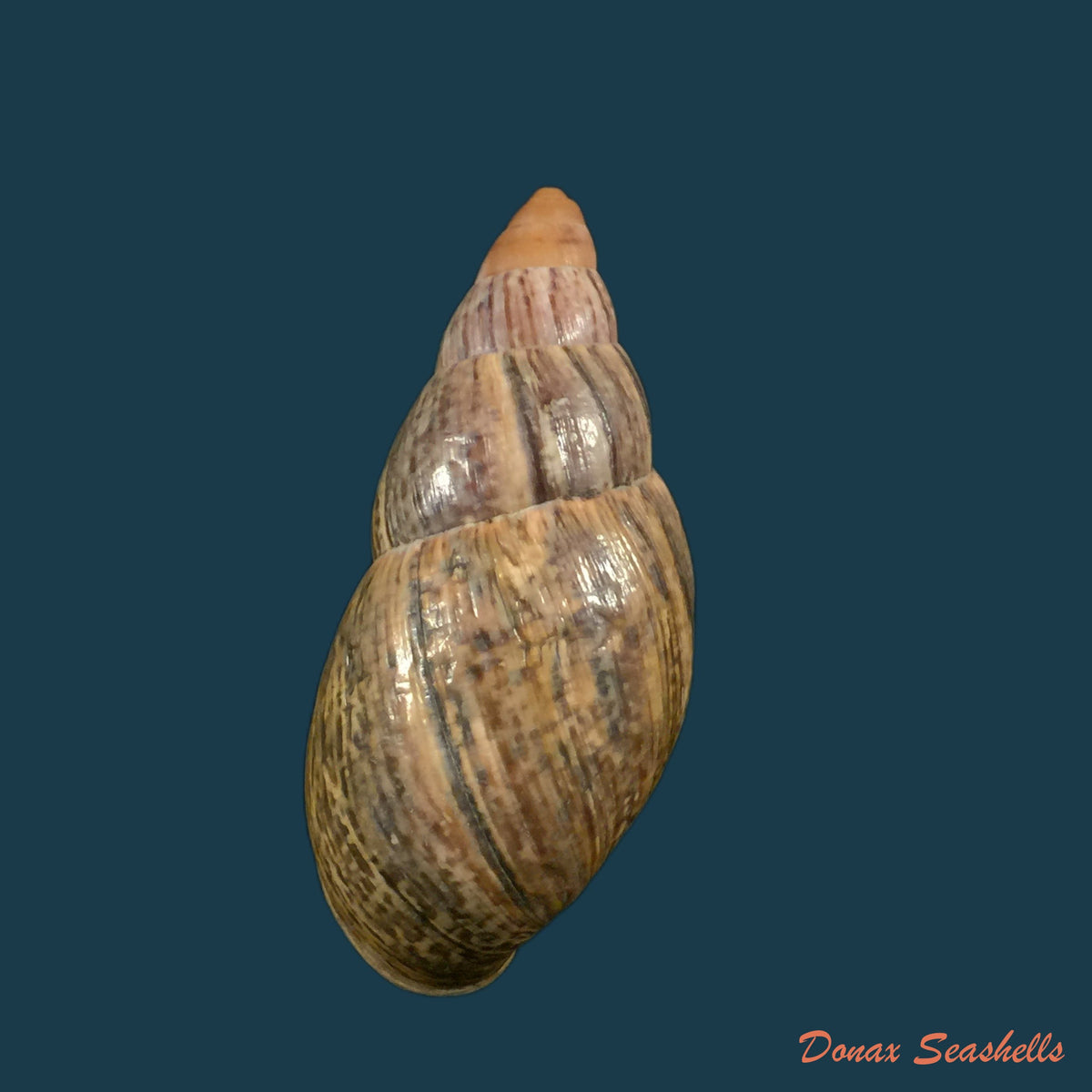 copia-de-sultana-maronhonensis-albers-1854-72-6mm