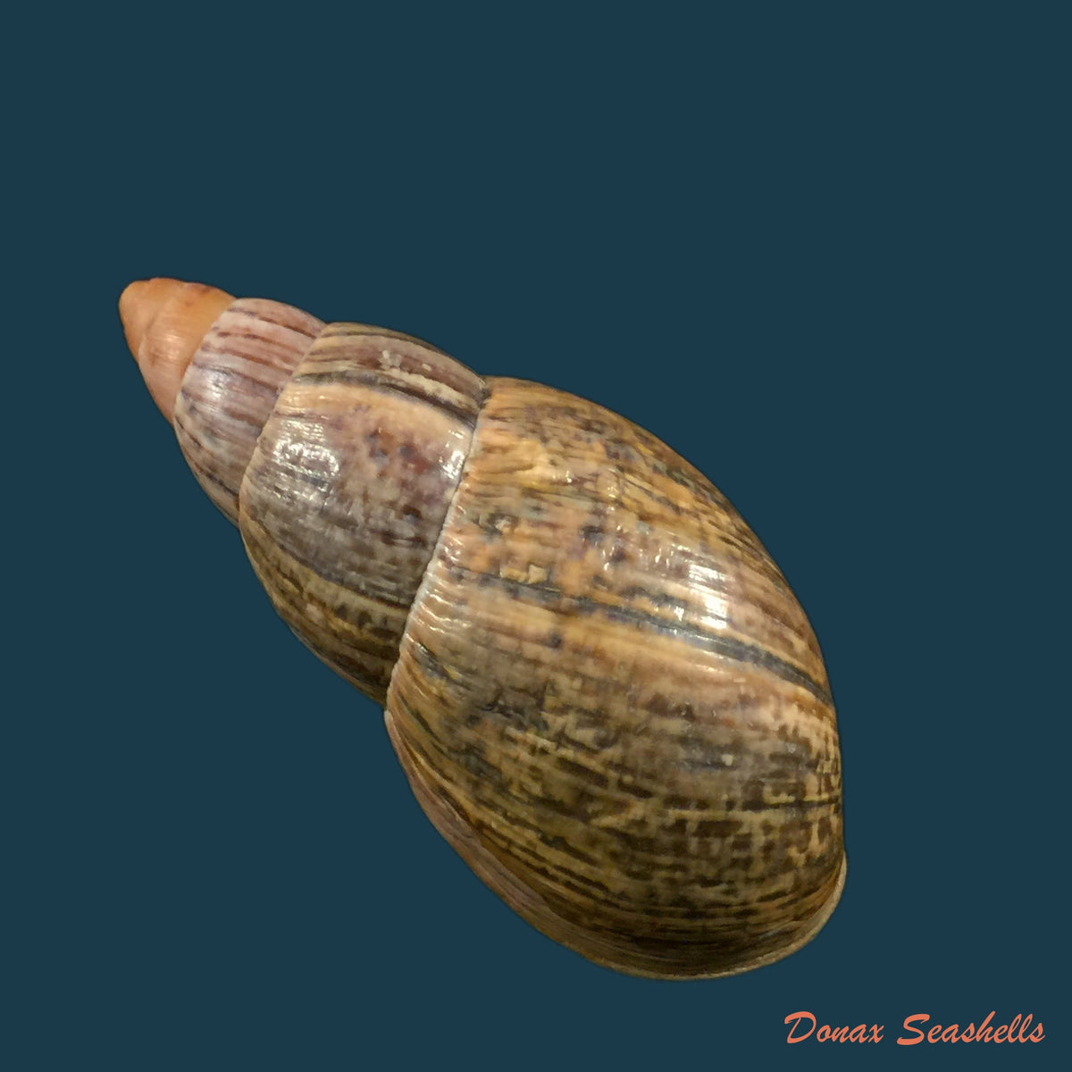 copia-de-sultana-maronhonensis-albers-1854-72-6mm