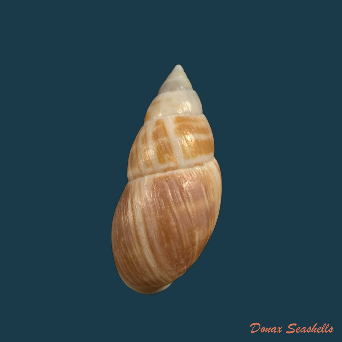 copia-de-sultana-yatesi-pfeiffer-1855-76-9mm