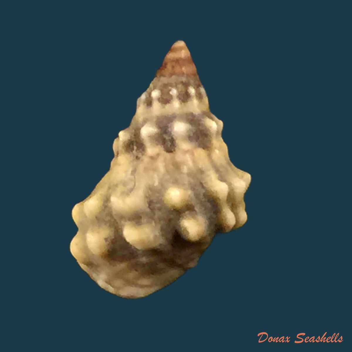 copia-de-tectarius-muricatus-linnaeus-1761