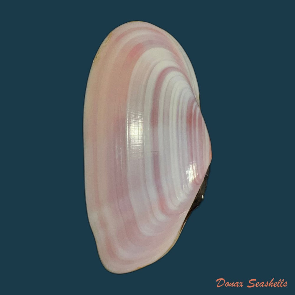 copia-de-tellina-brasiliana-spengler-1798-79mm-1