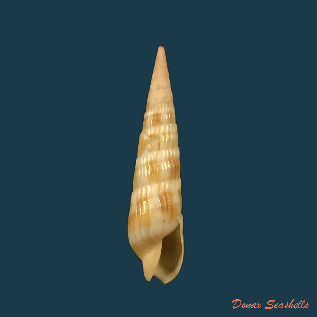 copia-de-terebra-affinis-gray-1834-37-5mm