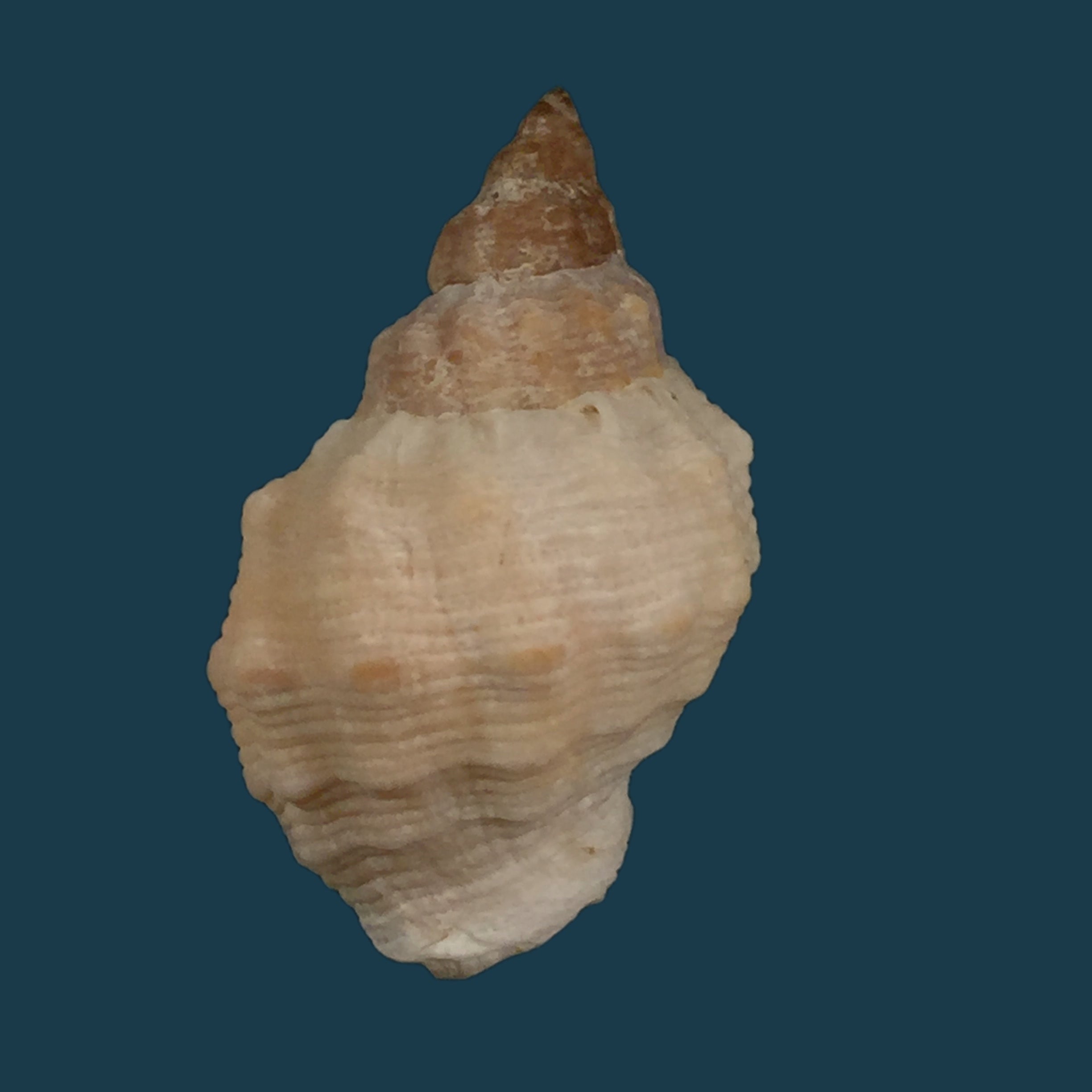 Cerithidea scalariformis (Say, 1825) - 25,1mm
