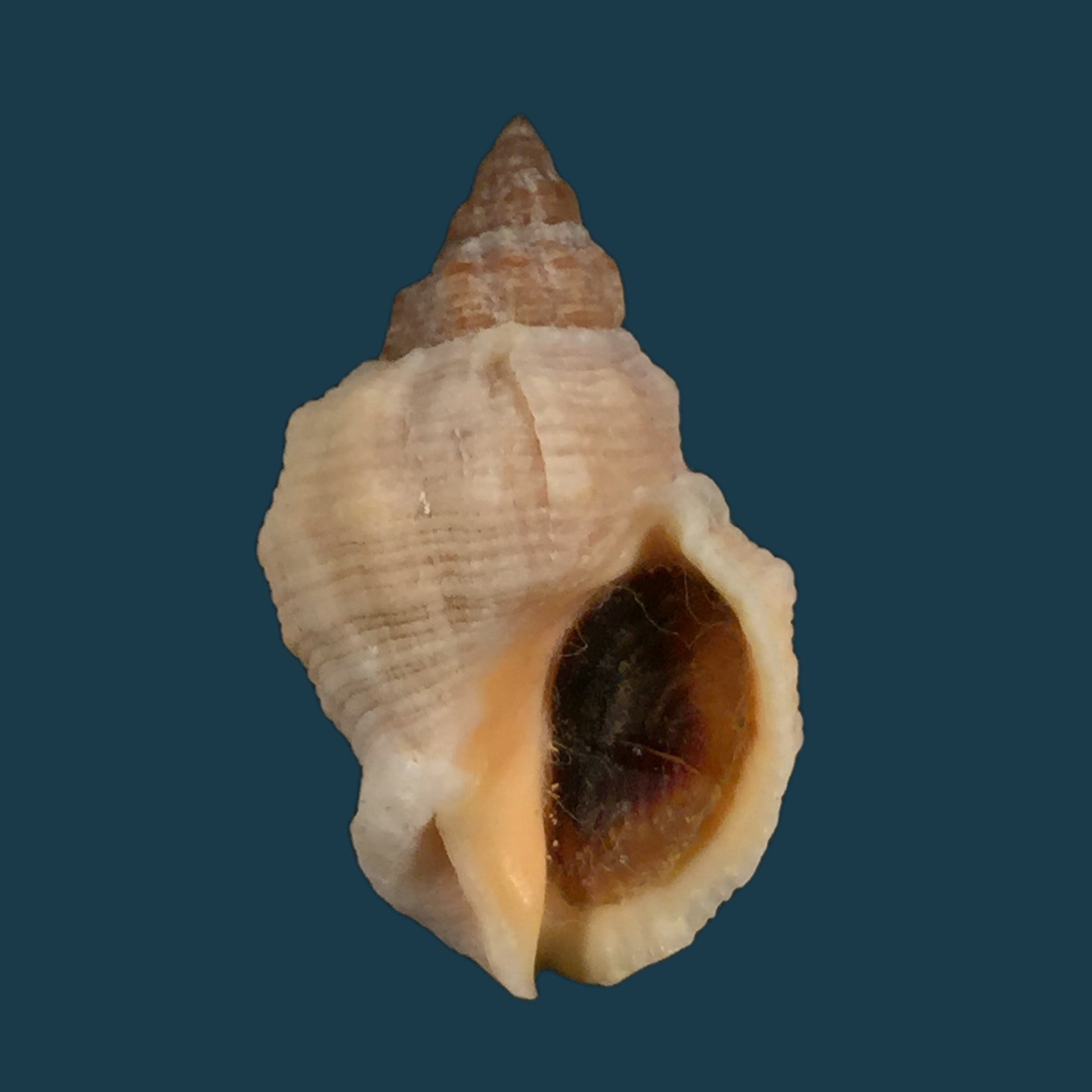 Cerithidea scalariformis (Say, 1825) - 25,1mm