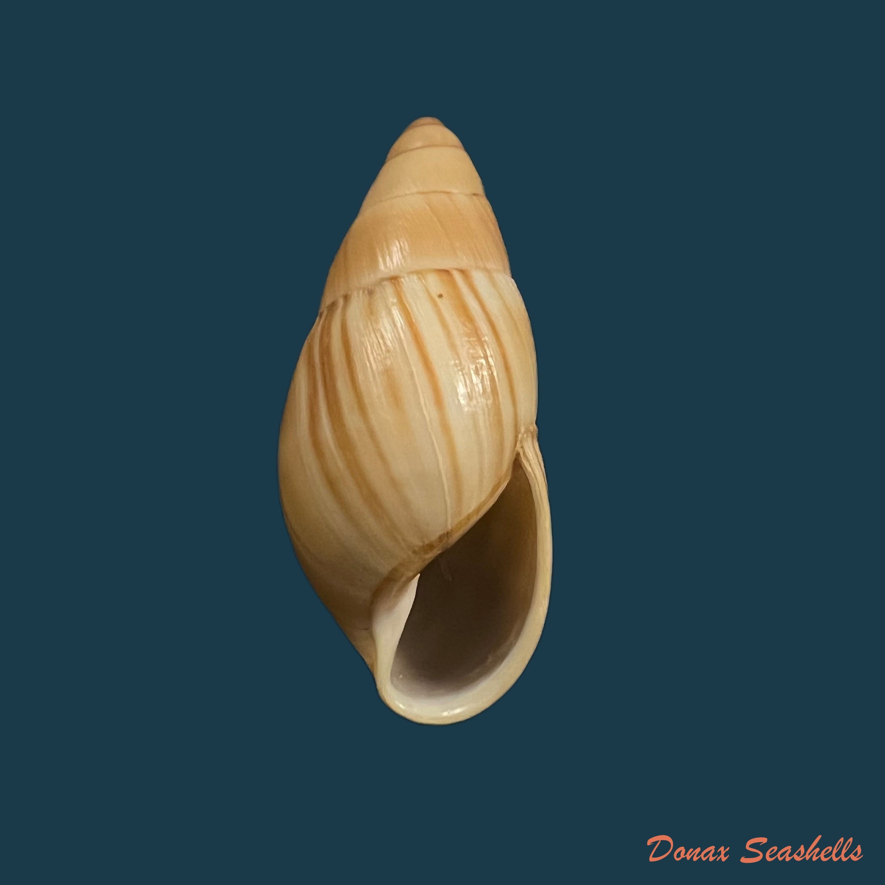 copia-de-thaumastus-achilles-pfeiffer-1852-61mm