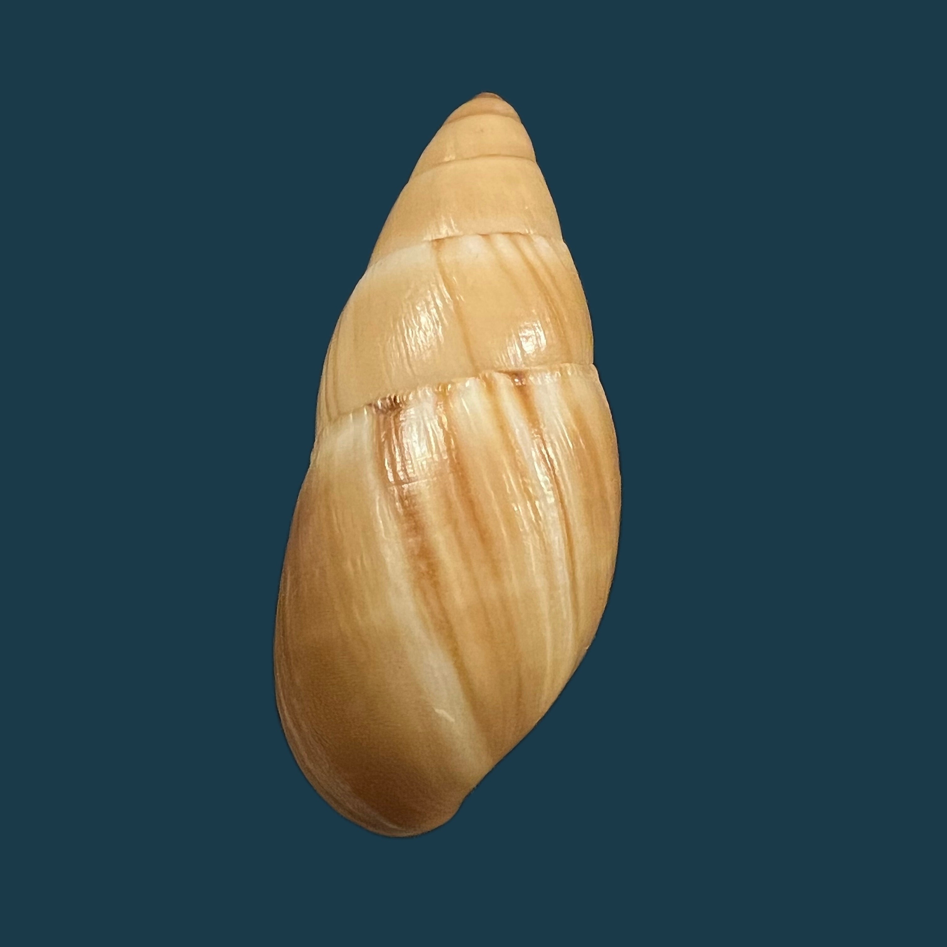 Thaumastus 阿喀琉斯 (Pfeiffer, 1852) - 57,3毫米