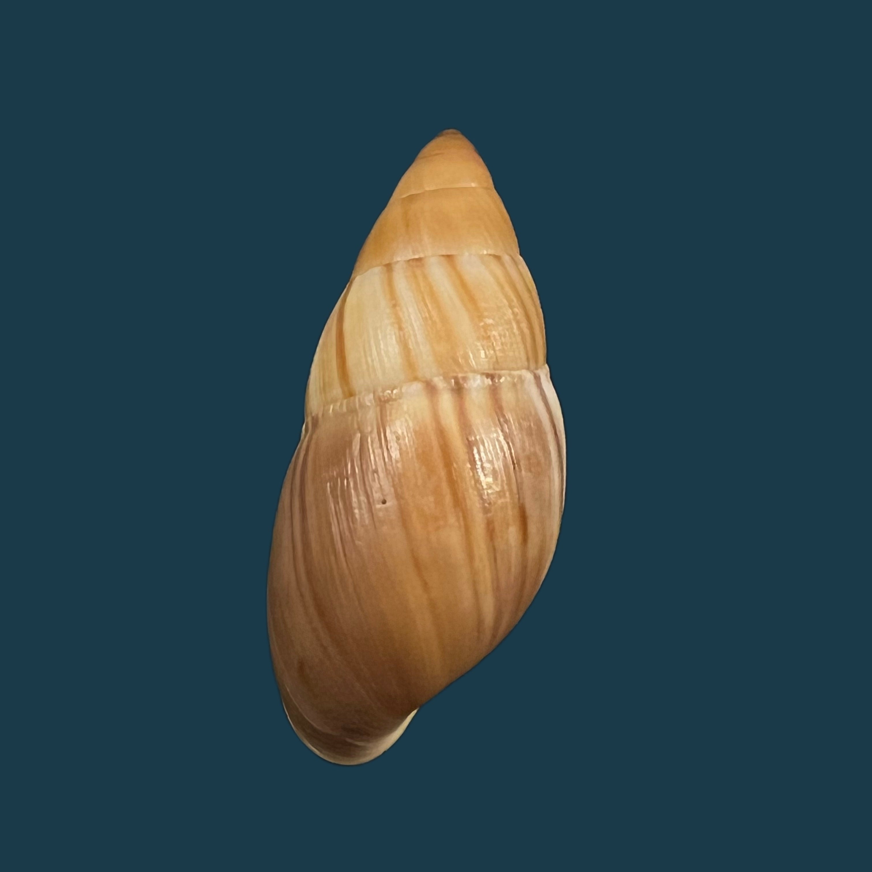 Thaumastus 阿喀琉斯(Pfeiffer,1852)- 61毫米