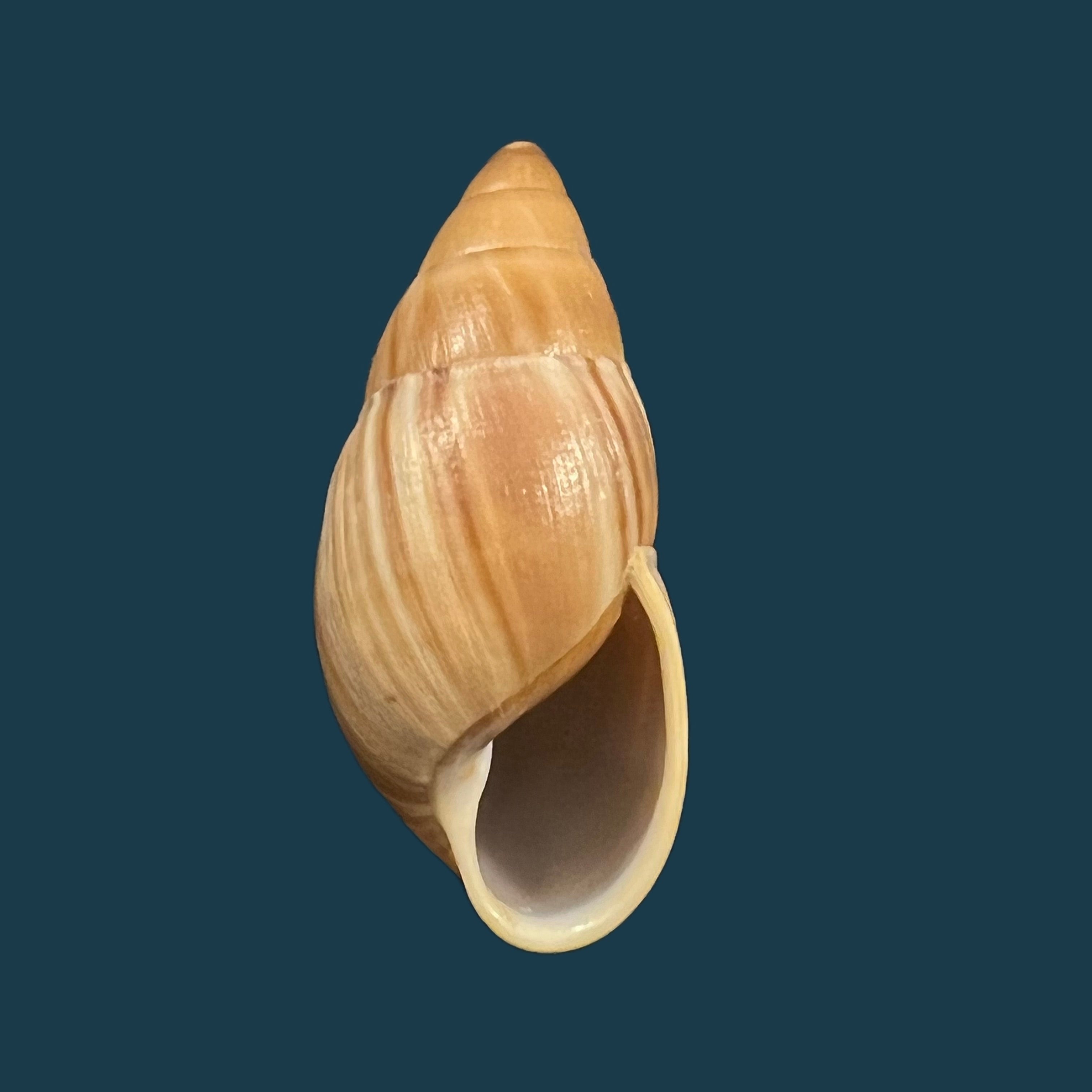 Thaumastus 阿喀琉斯(Pfeiffer,1852)- 61毫米