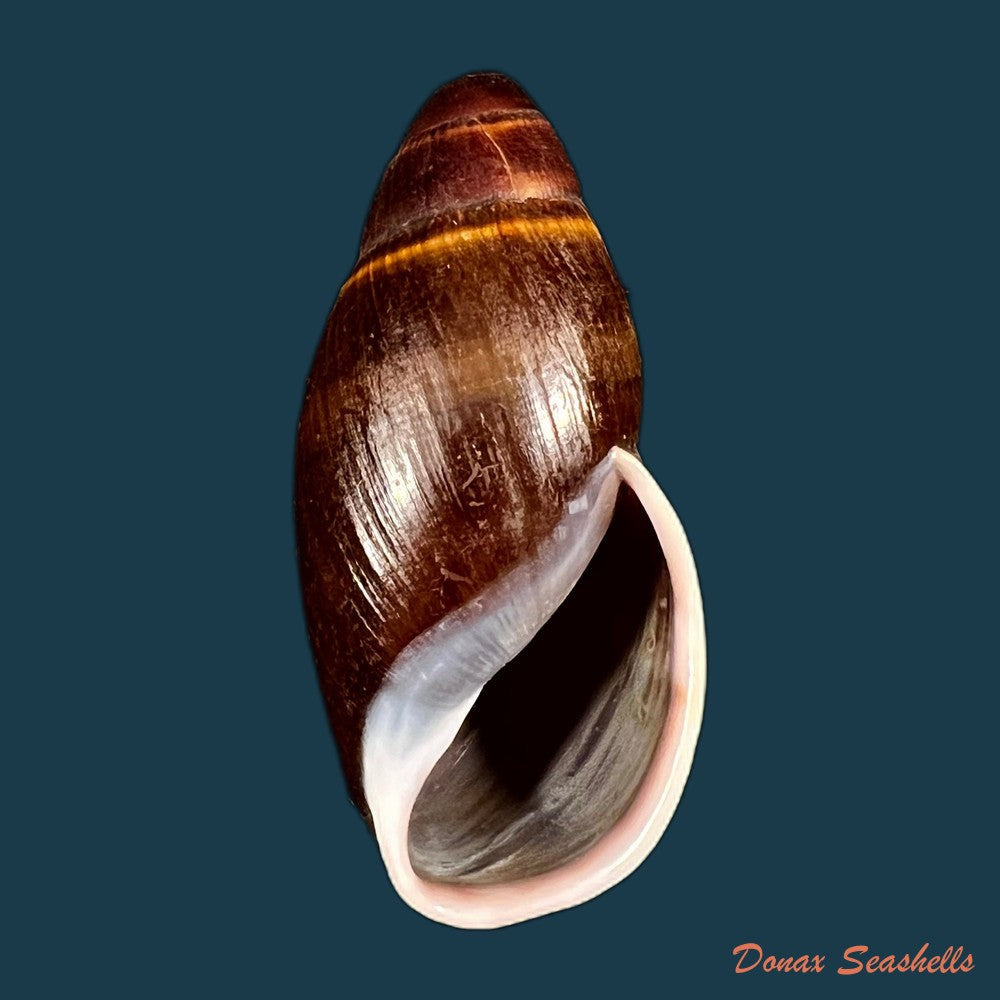 copia-de-thaumastus-bitaeniatus-bifasciatus-philippi-1847-38mm-1