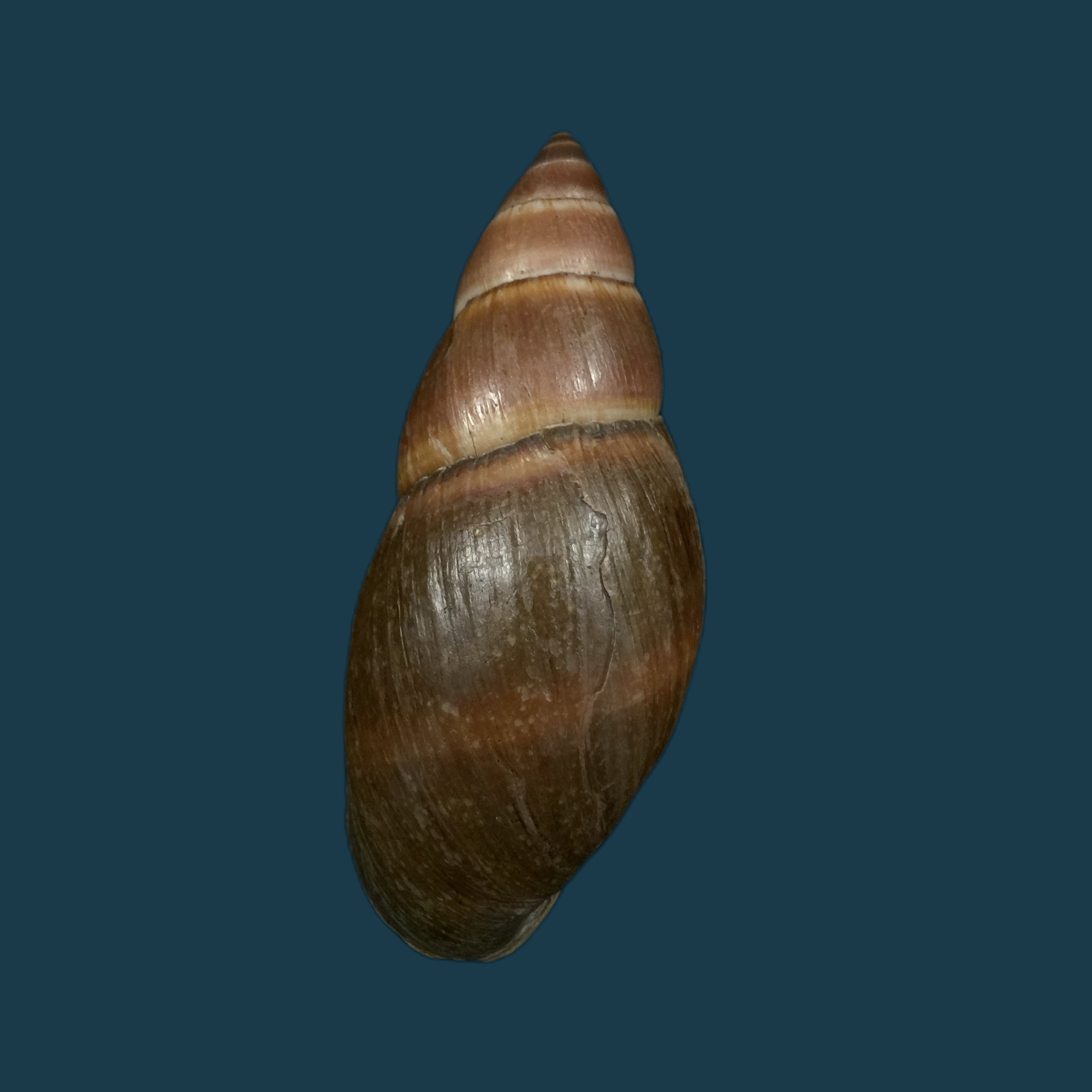 Thaumastus sangoae(Tschudi in Troschel,1852) - 98,9mm