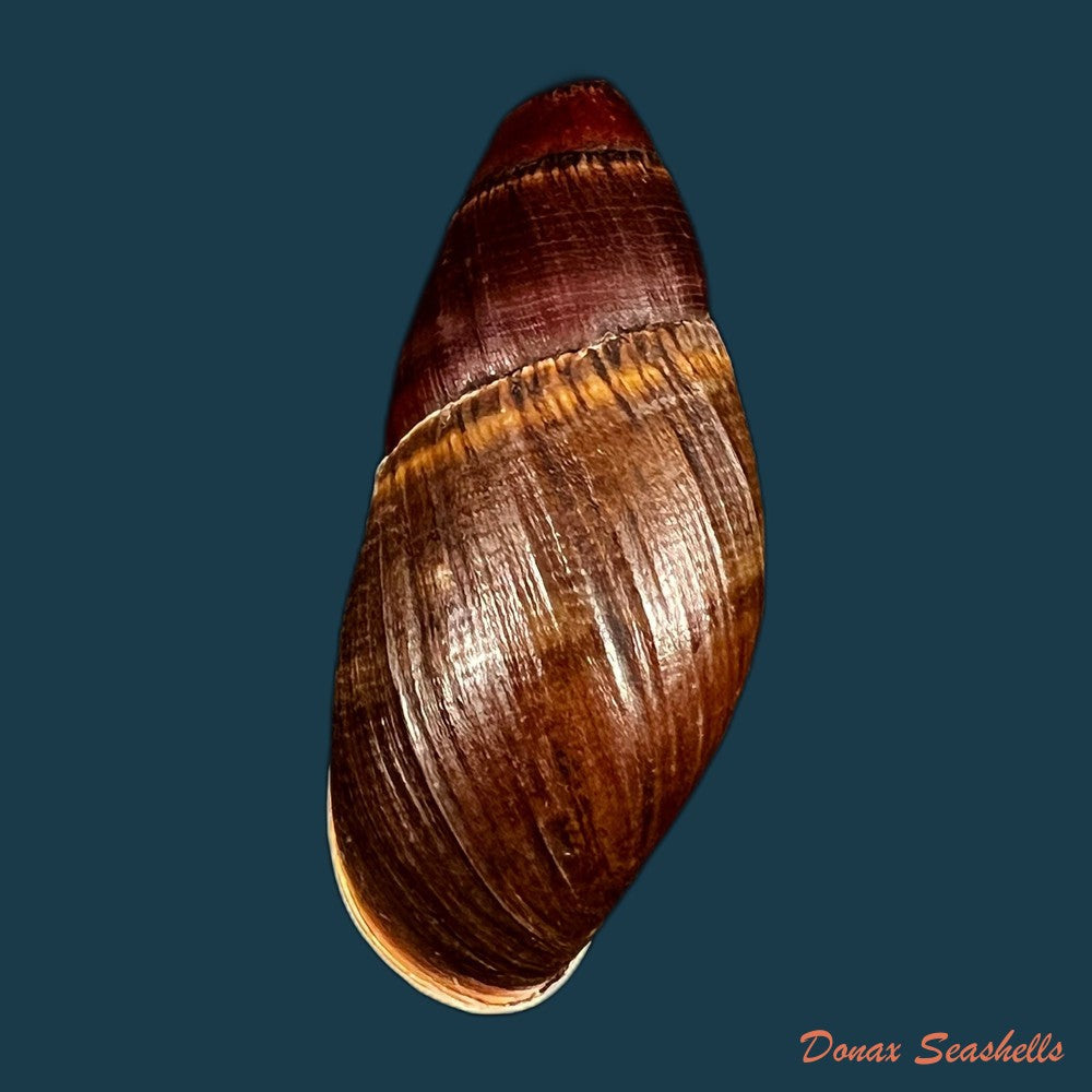 copia-de-thaumastus-foveolatus-reeve-1849-69-7mm