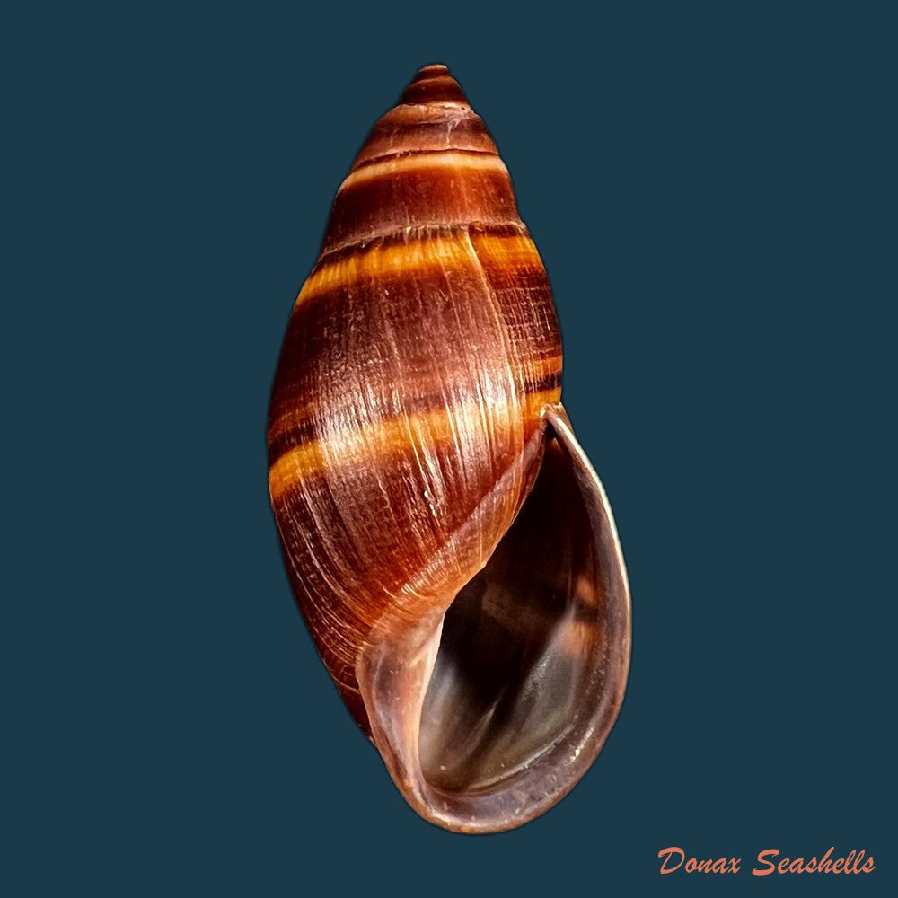 copia-de-thaumastus-robertsi-satipoensis-pilsbry-1944-76-3