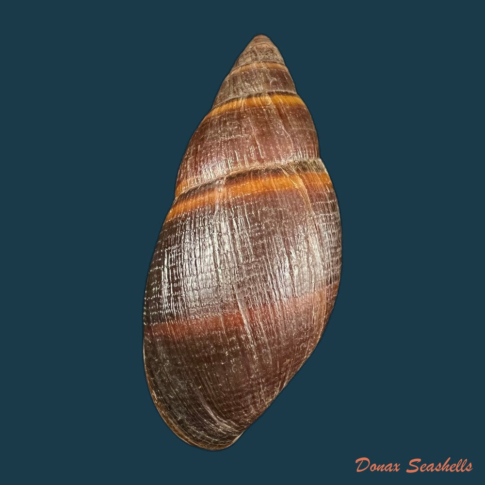 copia-de-thaumastus-sangoae-tschudi-in-troschel-1852-83-4mm