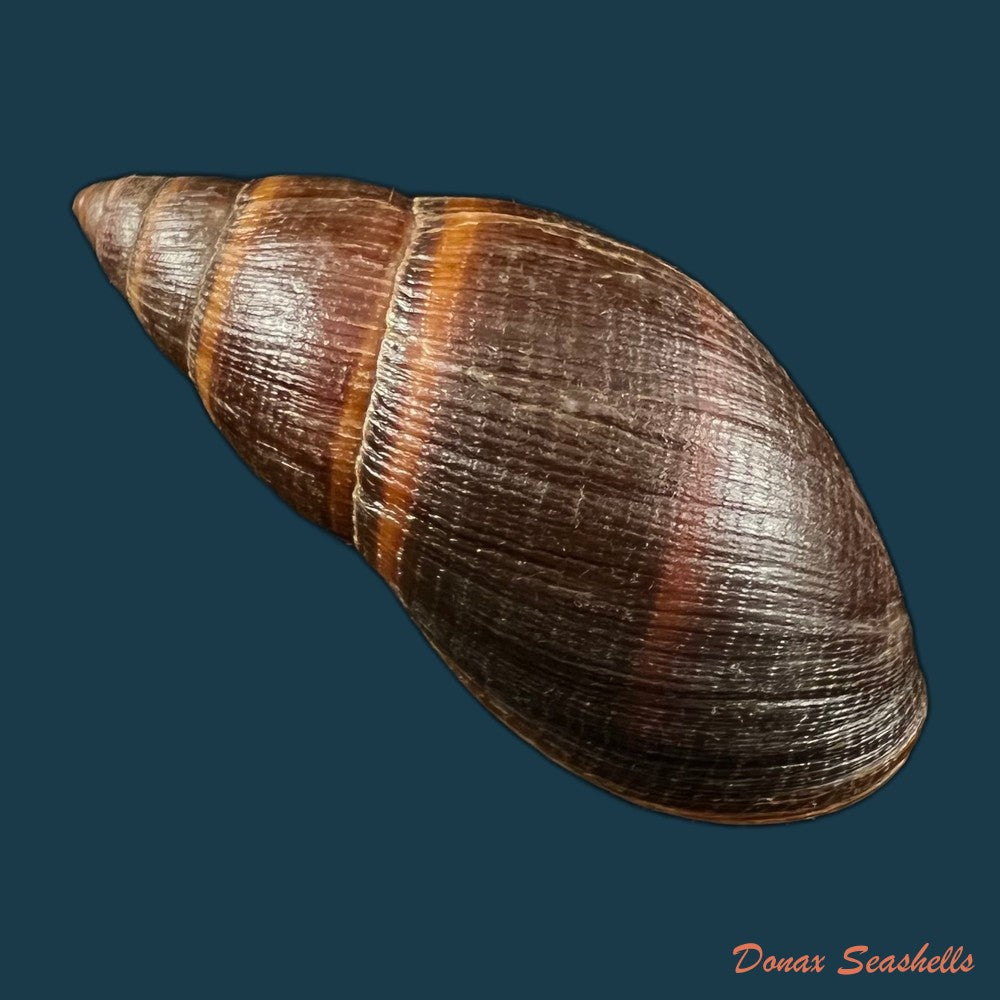 copia-de-thaumastus-sangoae-tschudi-in-troschel-1852-83-4mm