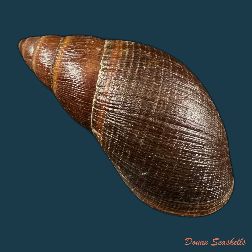 copia-de-thaumastus-sangoae-tschudi-in-troschel-1852-98-9mm