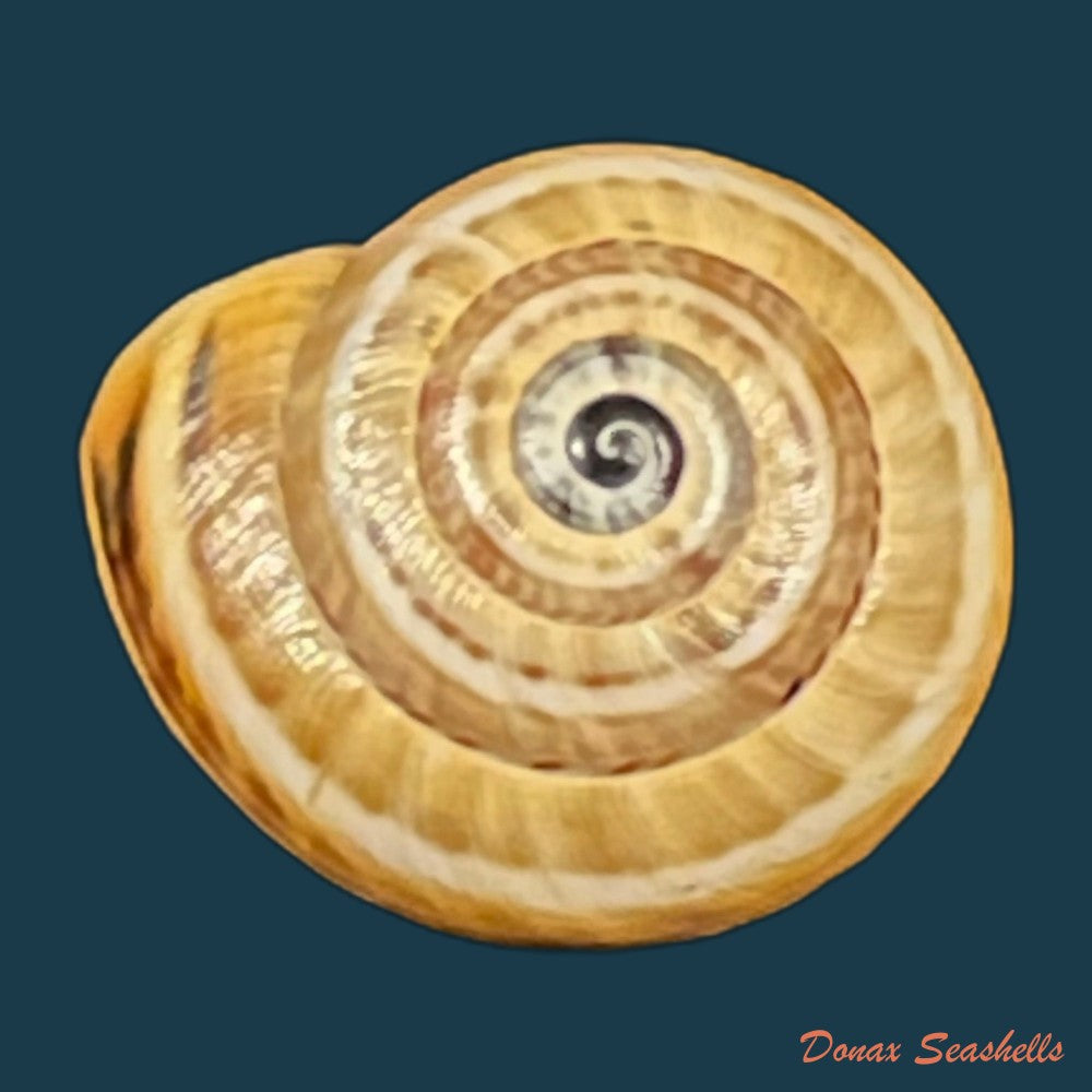 copia-de-theba-pisana-o-f-muller-1774-18-3mm-1