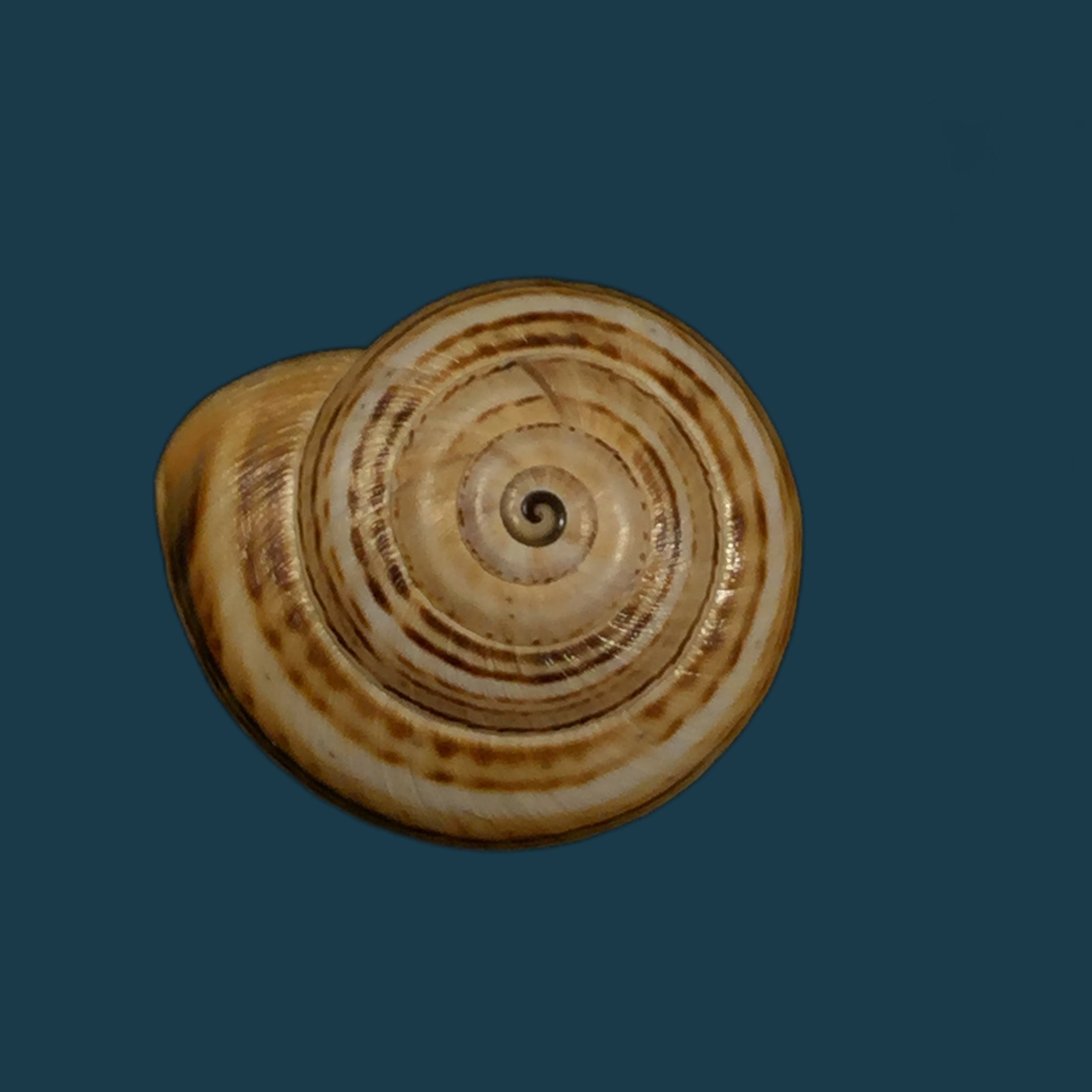 Theba pisana (OF Müller, 1774) - 20,1mm