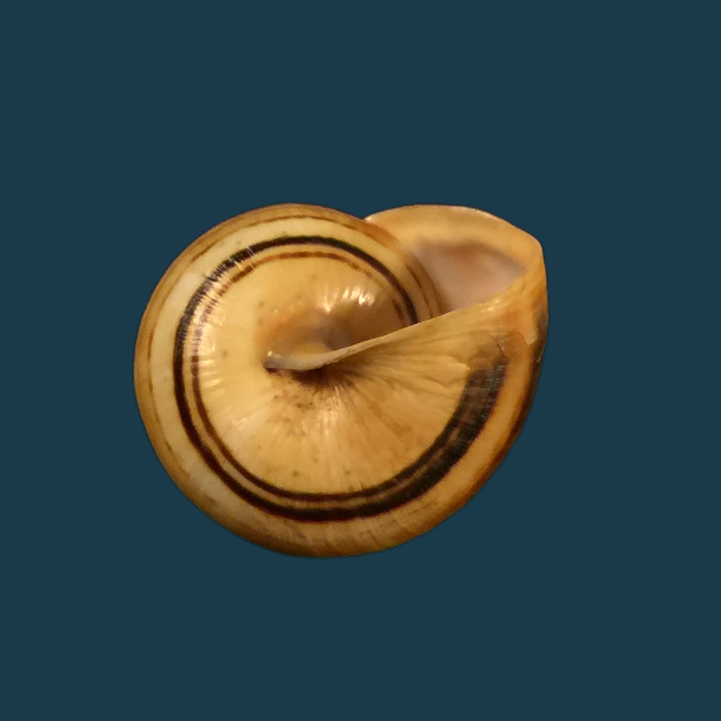 Theba pisana (OF Müller, 1774) - 20,1mm