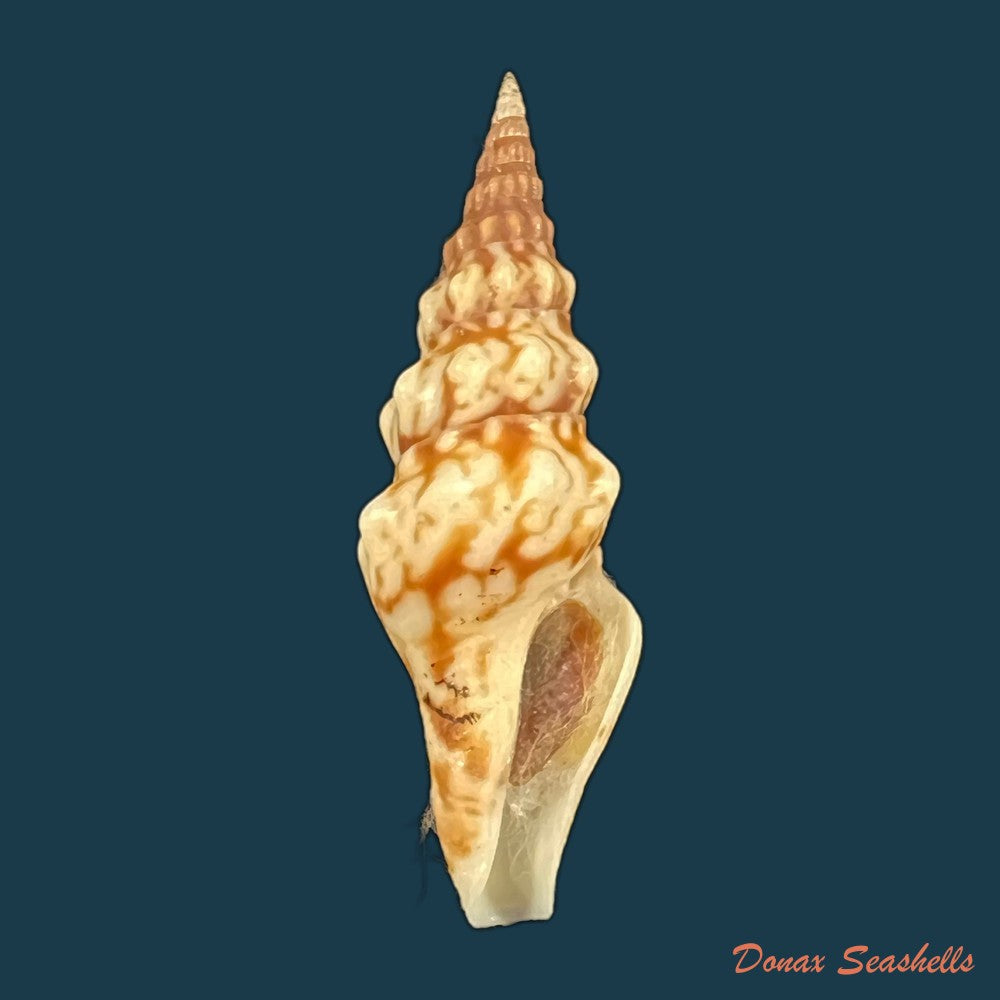 copia-de-tiariturris-spectabilis-berry-1958-68-9mm