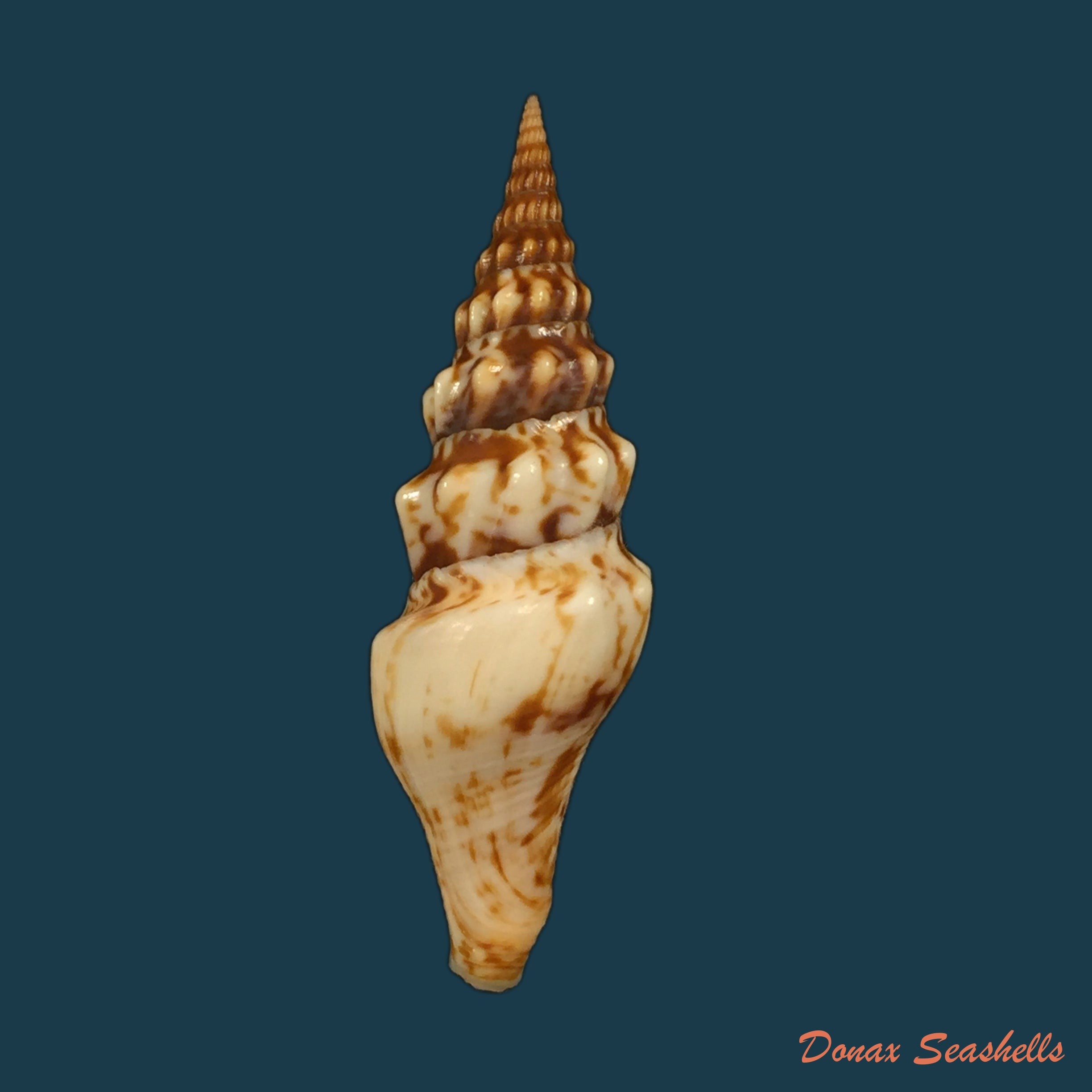 copia-de-tiaturris-spectabilis-berry-1958-67-7mm