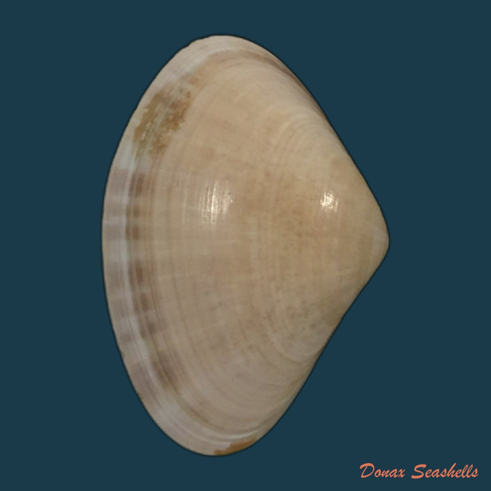 copia-de-tivela-dentaria-lamarck-1818-30-2mm