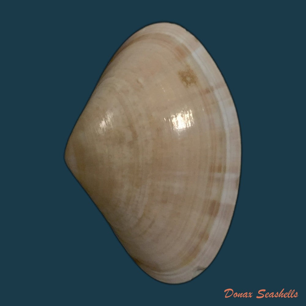 copia-de-tivela-dentaria-lamarck-1818-30-2mm