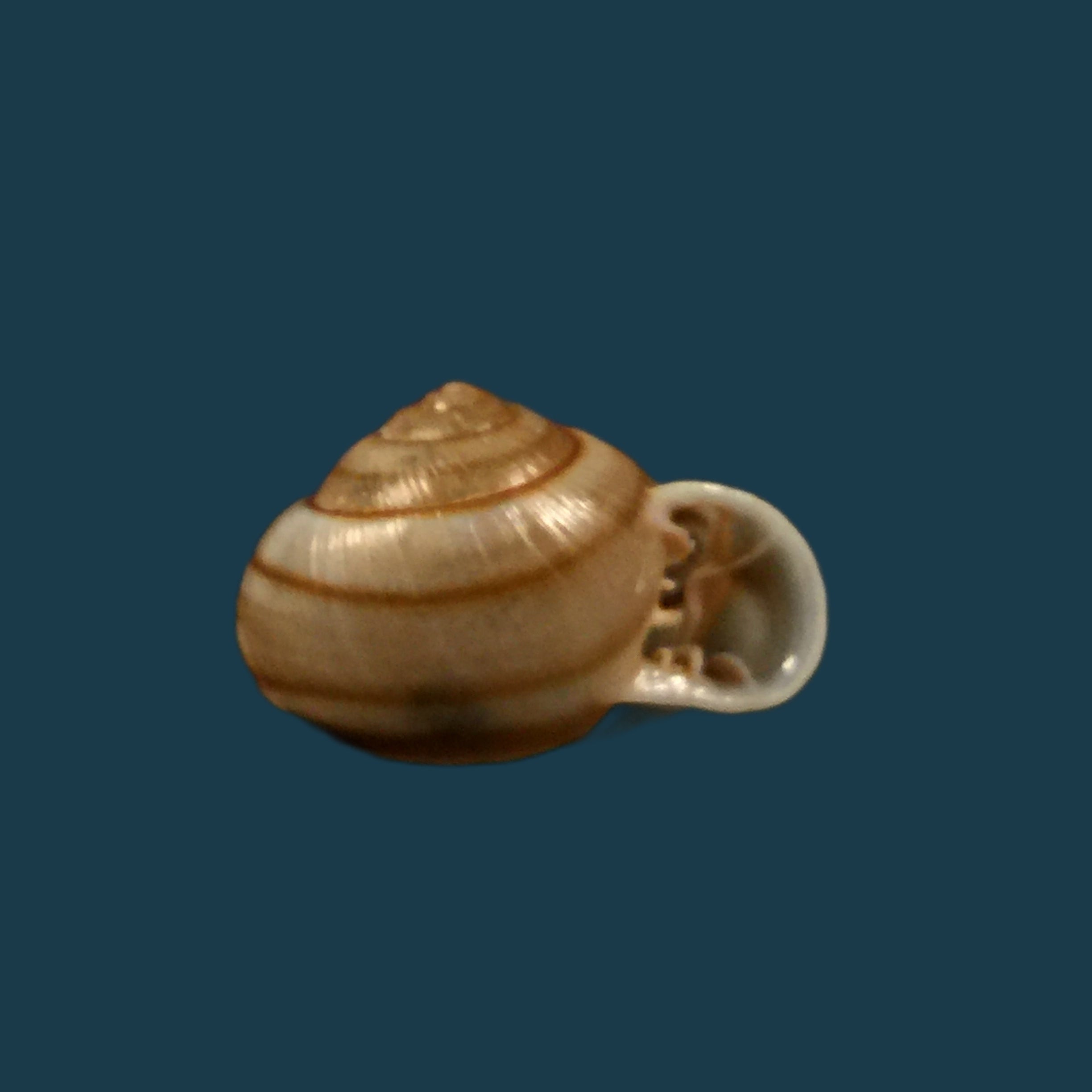 Tomigerus clausus Spix, 1827 - 15mm
