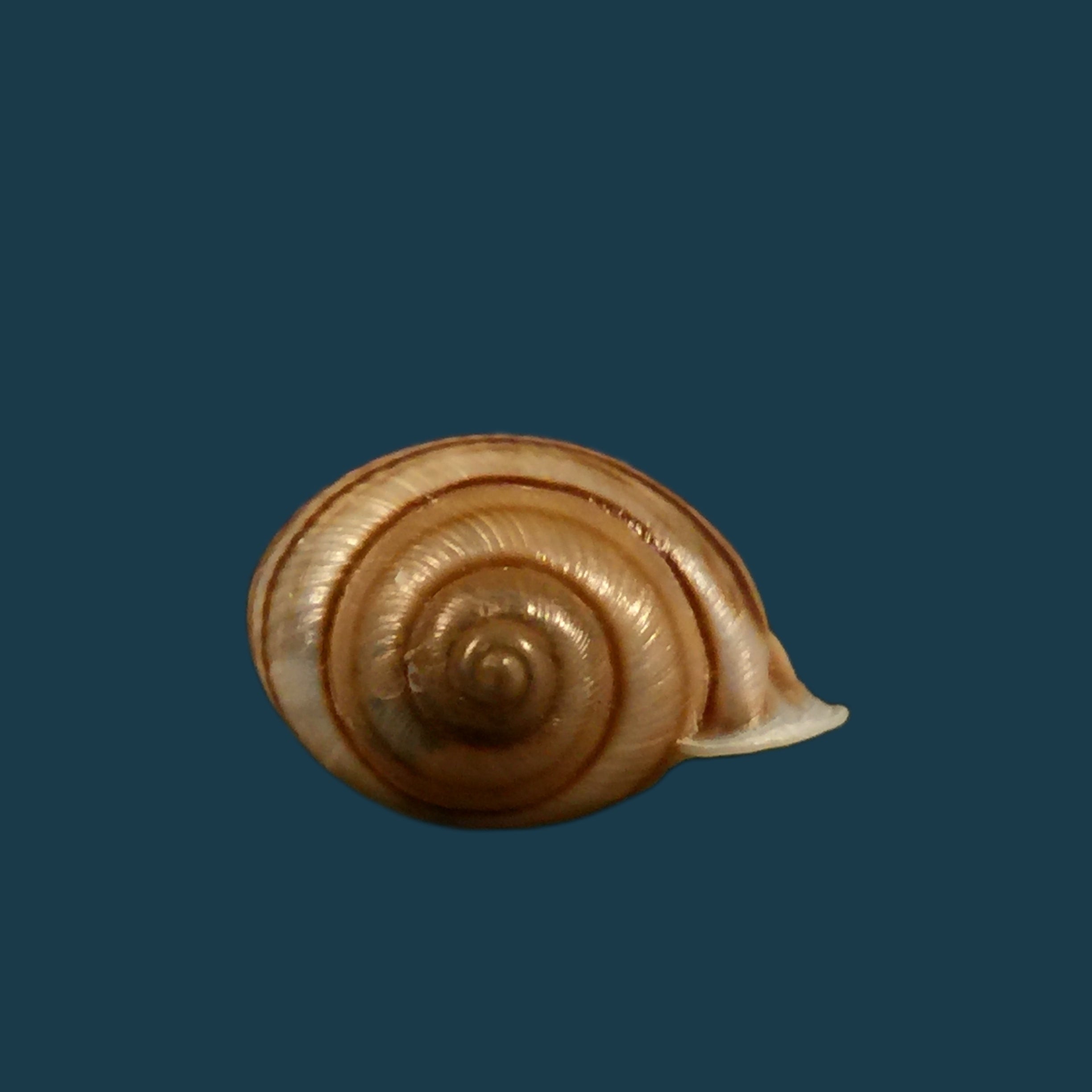 Tomigerus clausus Spix, 1827 - 15mm