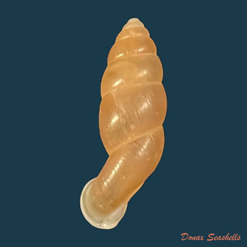 copia-de-tortulosa-tortulosa-beck-1837-24-4mm-1