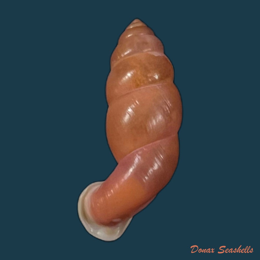 copia-de-tortulosa-tortulosa-beck-1837-24-4mm