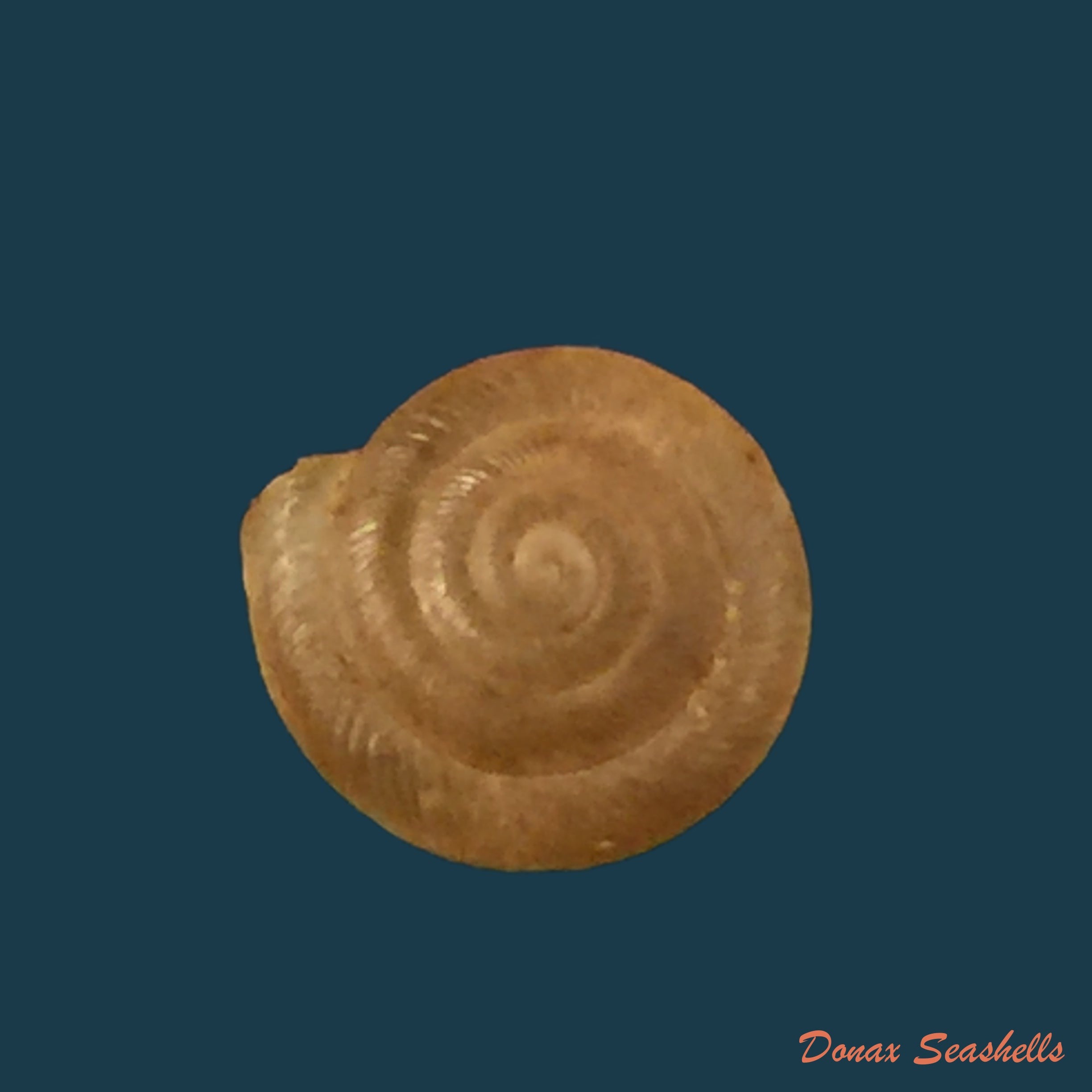 copia-de-tortulosa-tortulosa-beck-1837
