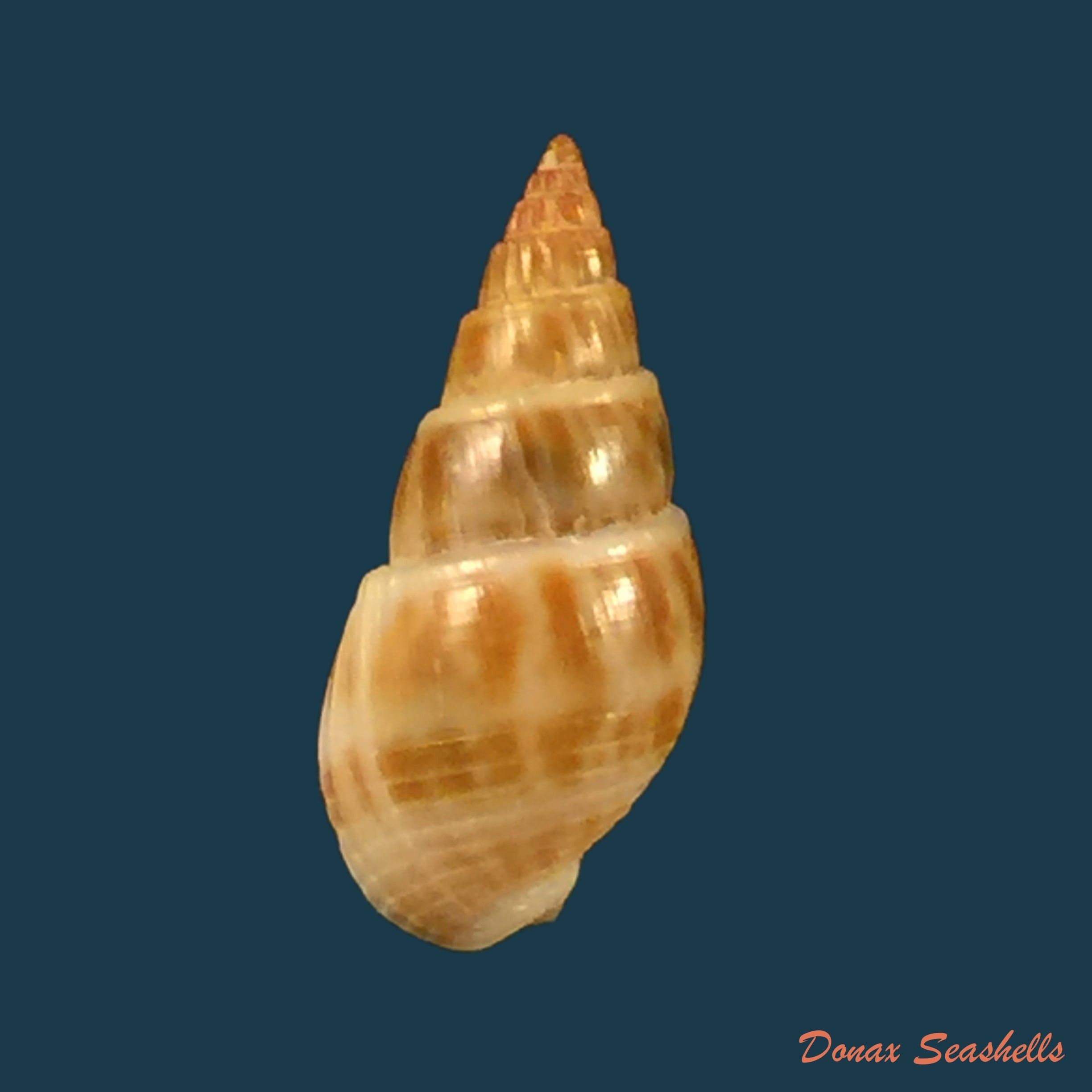 copia-de-tritia-elata-gould-1848-13-3mm