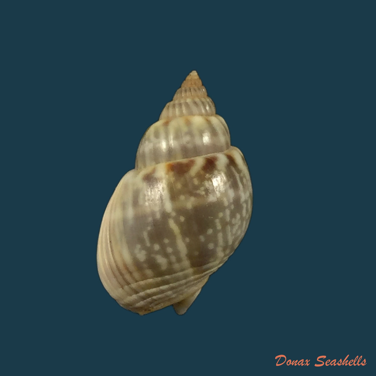 copia-de-tritia-obsoleta-say-1822-15-1mm