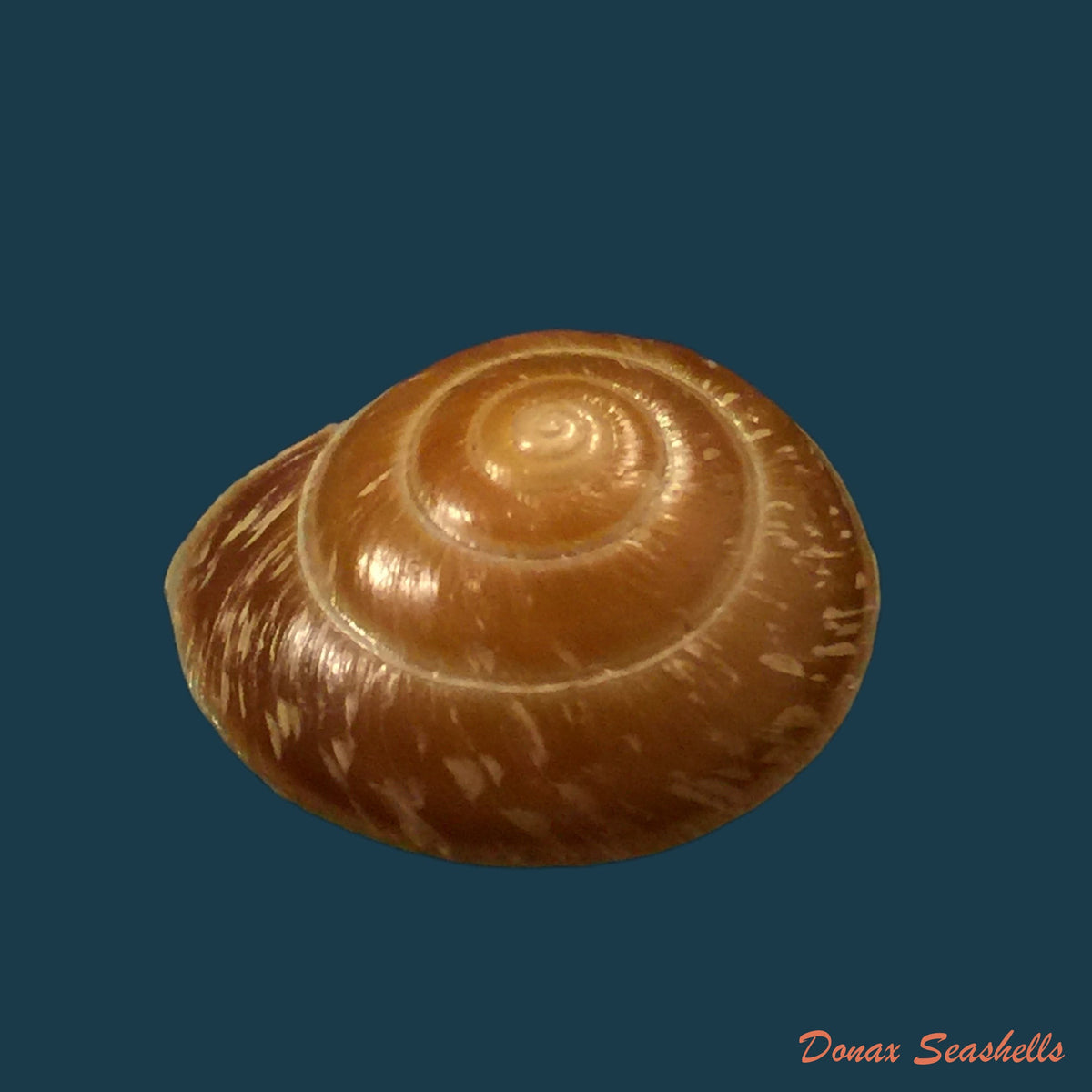 copia-de-trochomorpha-merziana-l-pfeiffer-1853-22-6mm