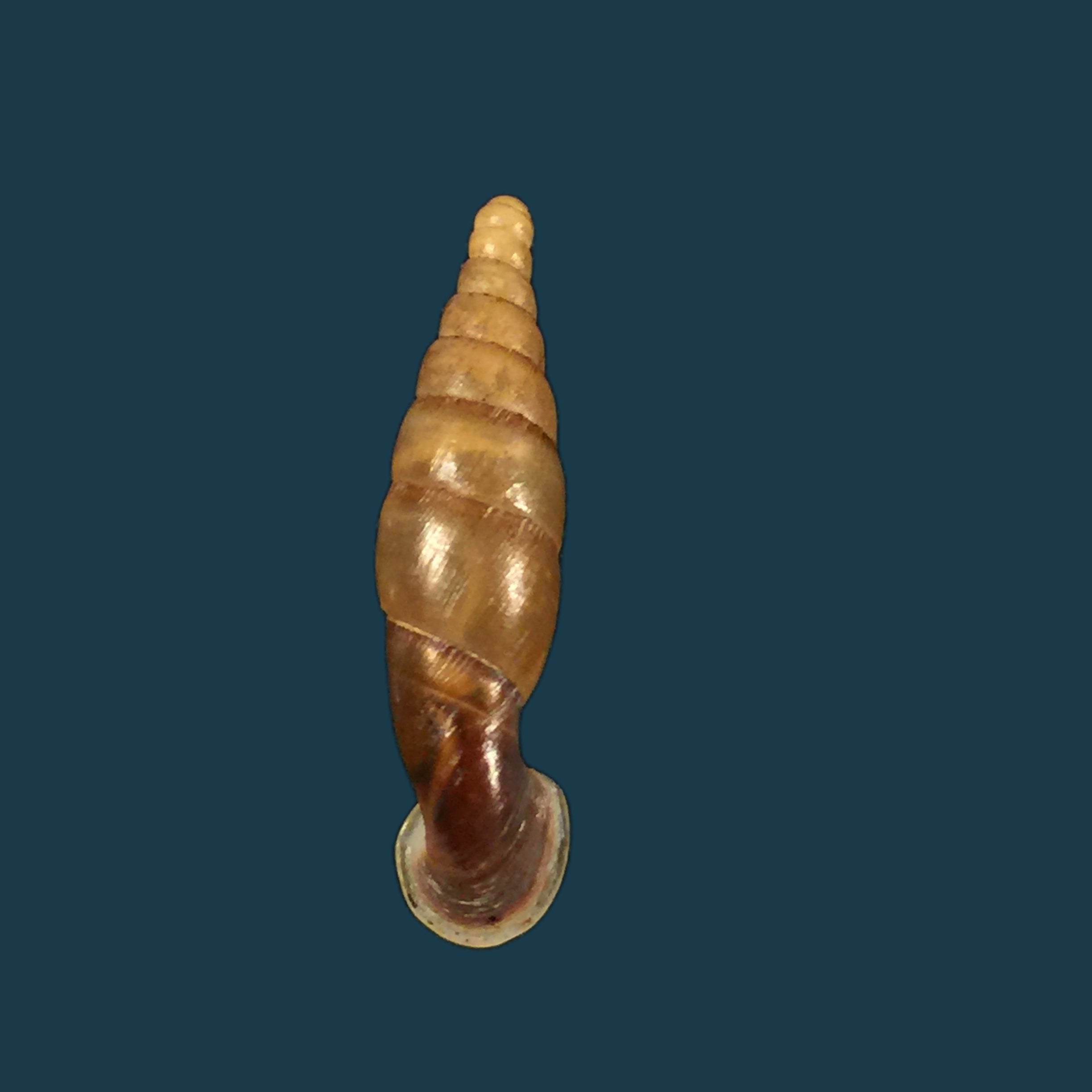 Tropidauchenia dorri (Bavay & Dautzenberg, 1899) - 27,6毫米