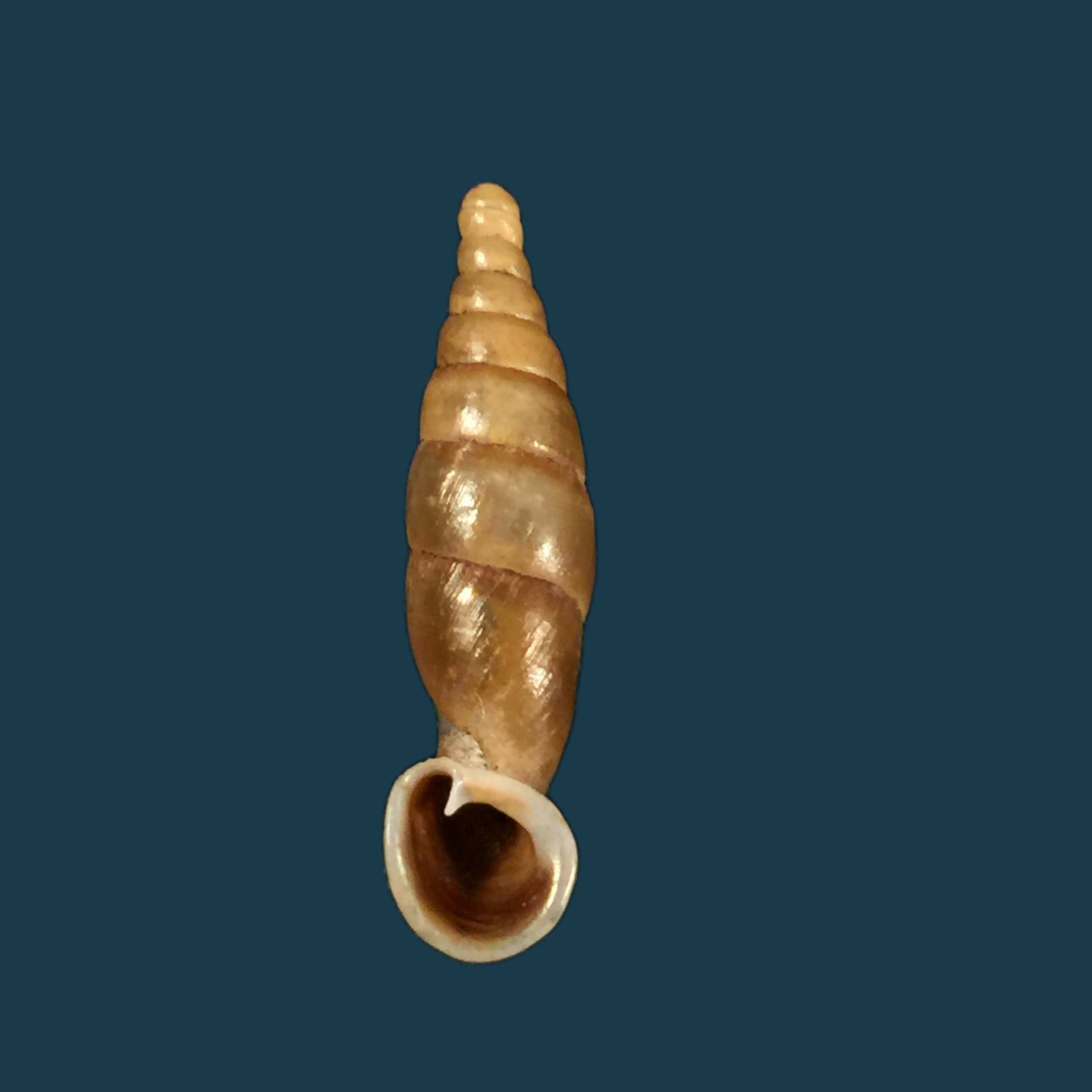 Tropidauchenia dorri (Bavay & Dautzenberg, 1899) - 27,6毫米