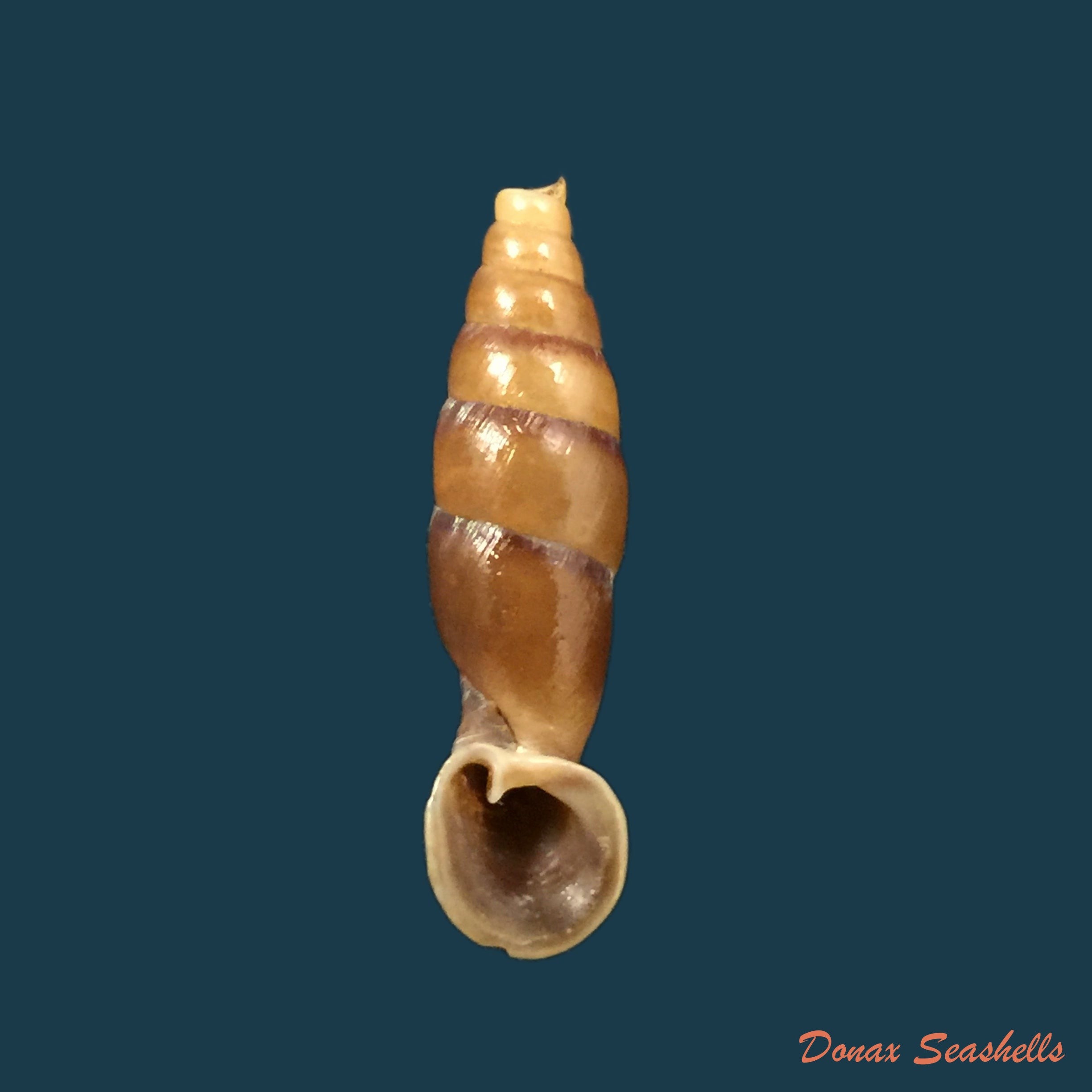 copia-de-tropidauchenia-dorri-bavay-dautzenberg-1899-29-1mm